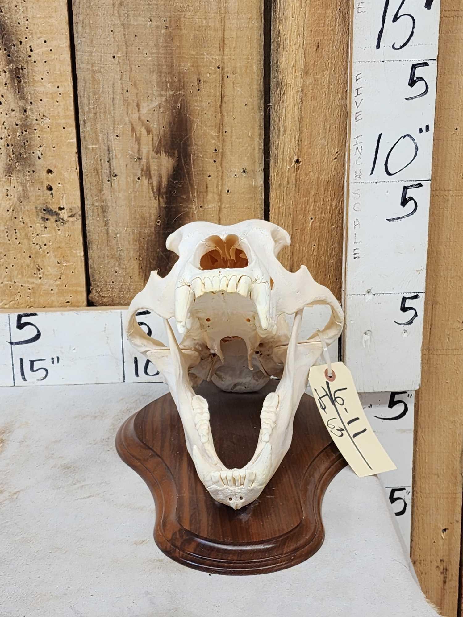 Russian Brown Bear Skull Taxidermy: 6.11 Cool piece mounted on a plaque