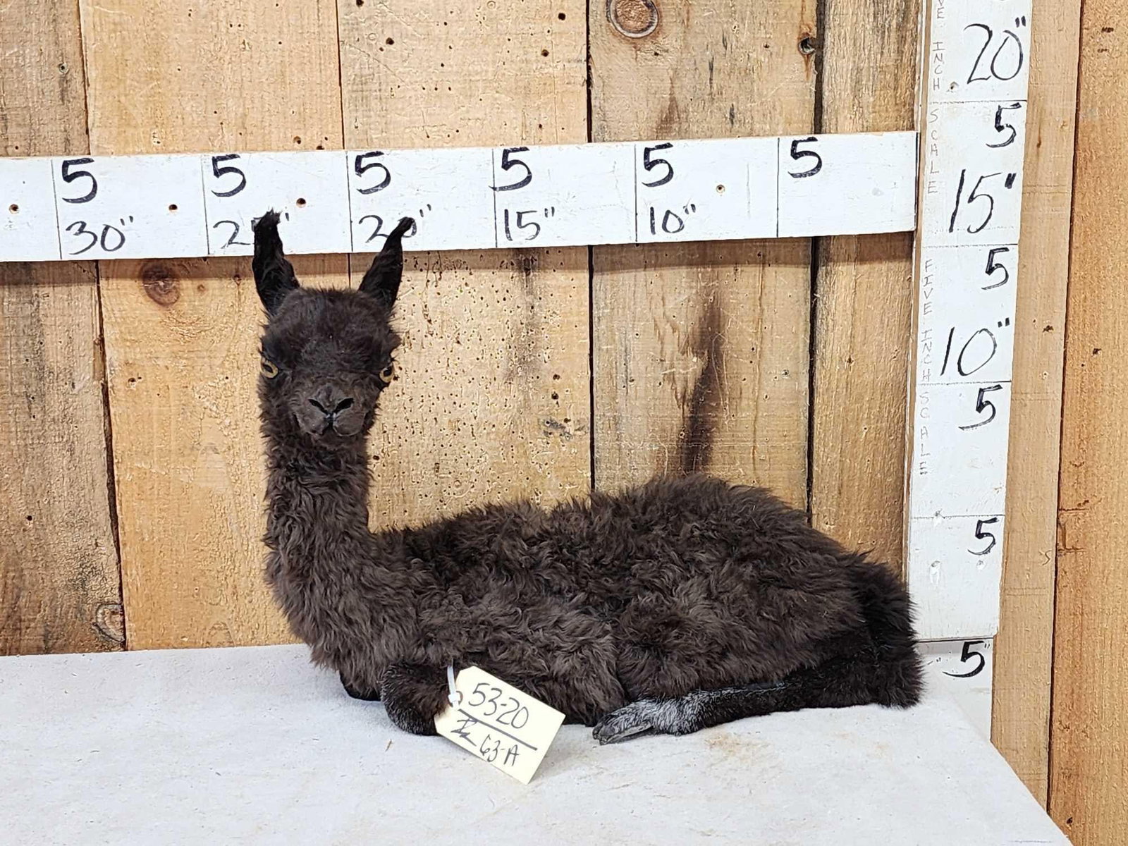 Baby Alpaca Full Body Taxidermy Mount (1 of 7)