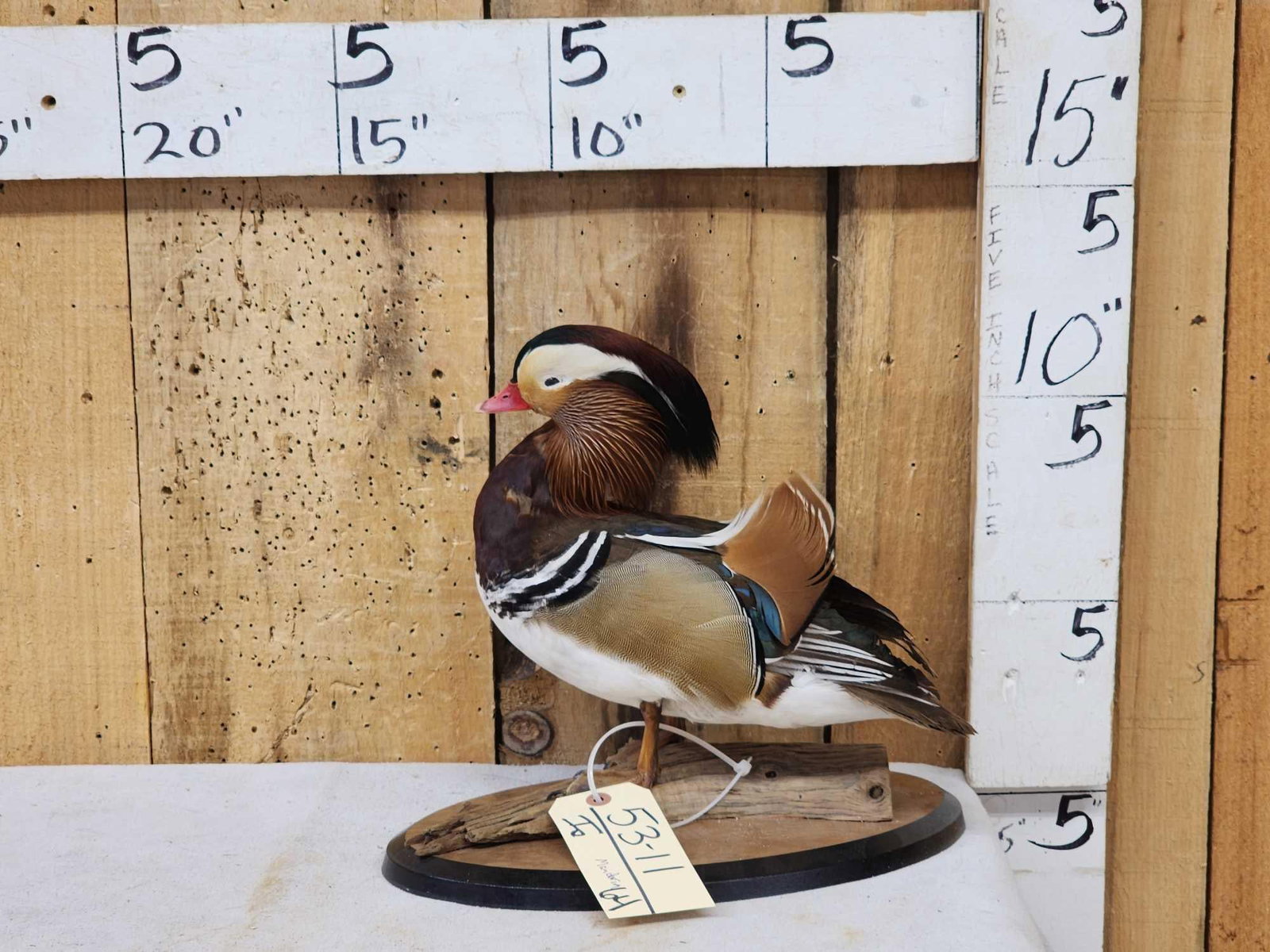 Mandarin Duck Full Body Bird Taxidermy: 53.11 Nicely done mount vibrant colors
