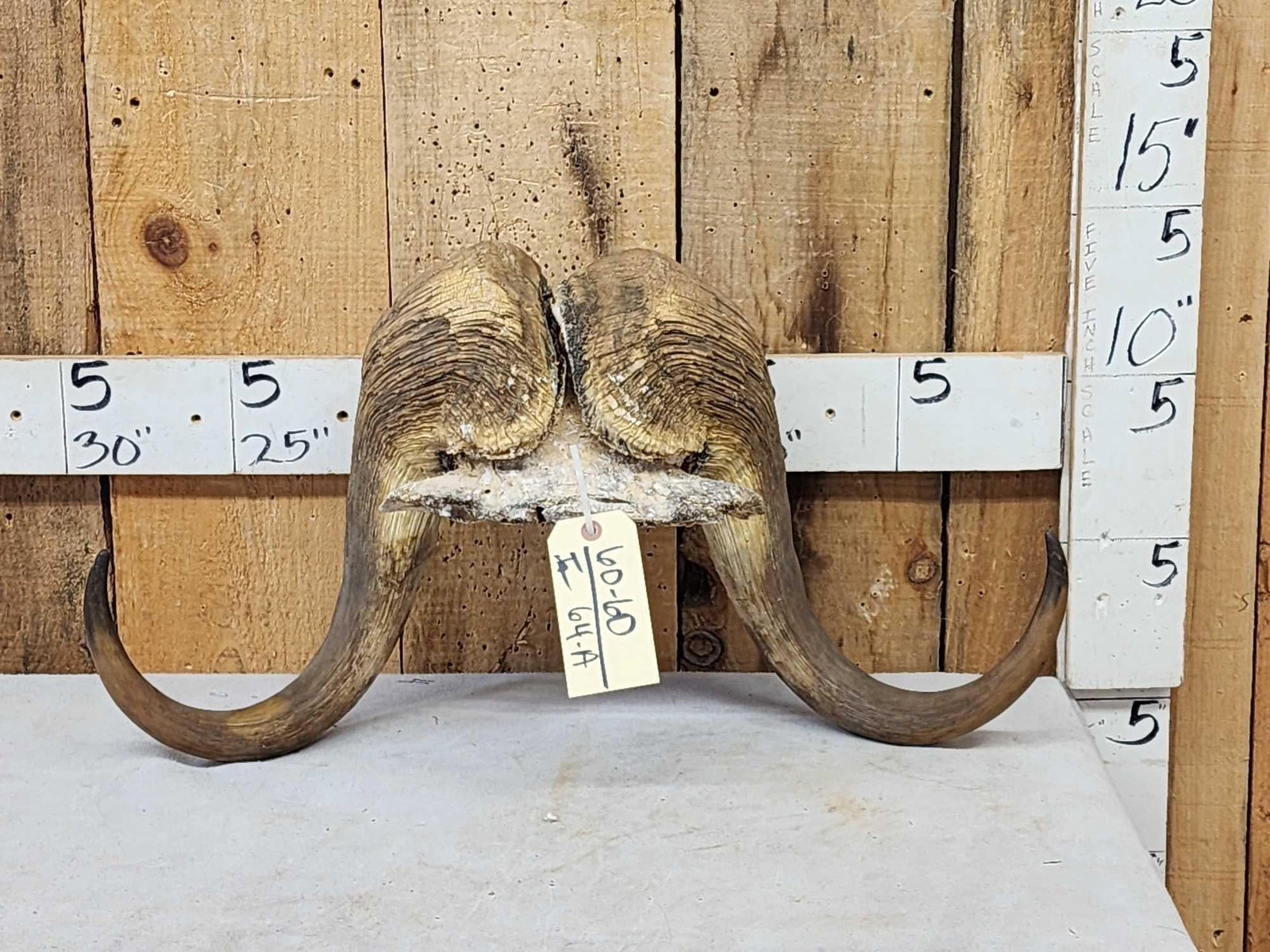 Musk Ox Horns On Skull Plate (1 of 6)