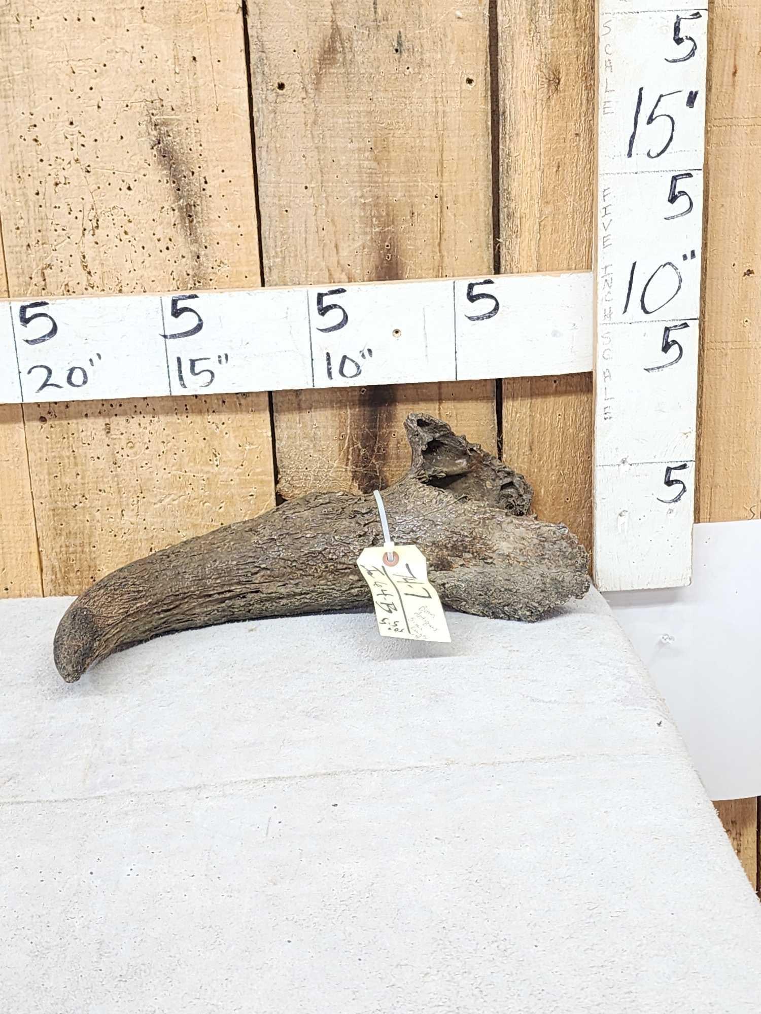 Bison Antiquus Horn Fossilized Fossil: 74.4 Western Iowa find this specimen is well over 22 thousand years old 5.5 Lbs