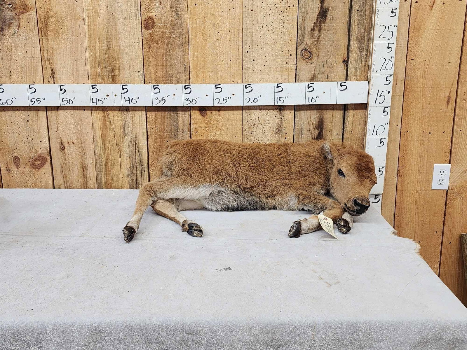 American Bison Buffalo Calf Full Body Taxidermy Mount (1 of 13)