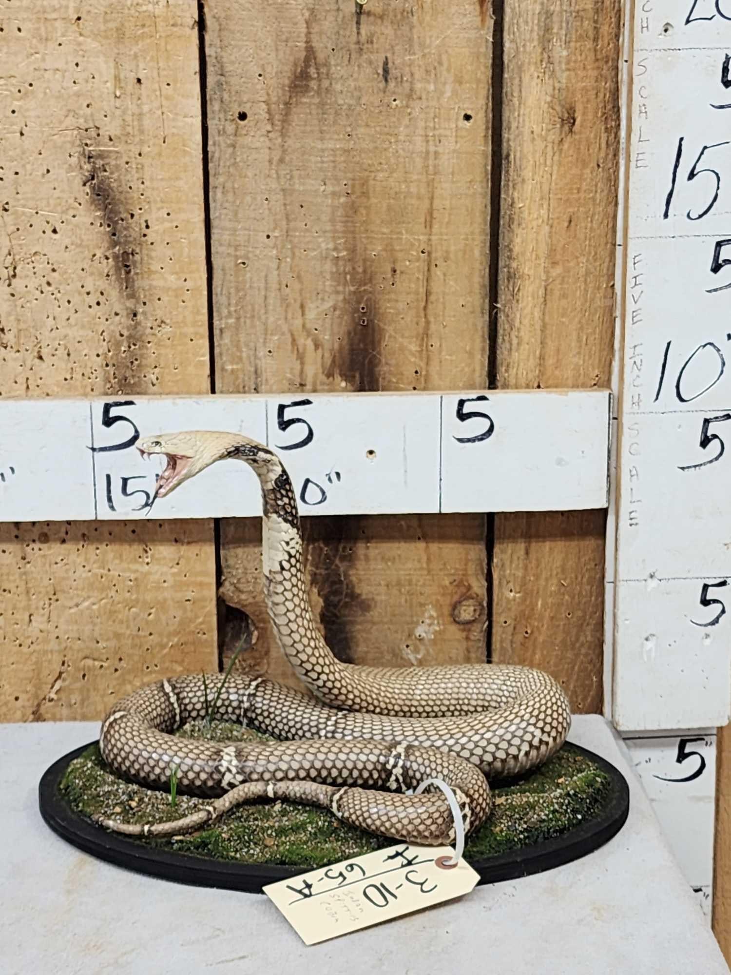 Indian Spitting Cobra Full Body Snake Taxidermy: 3.10 Exceptional taxidermy artwork well done piece new mount displays on or off the base