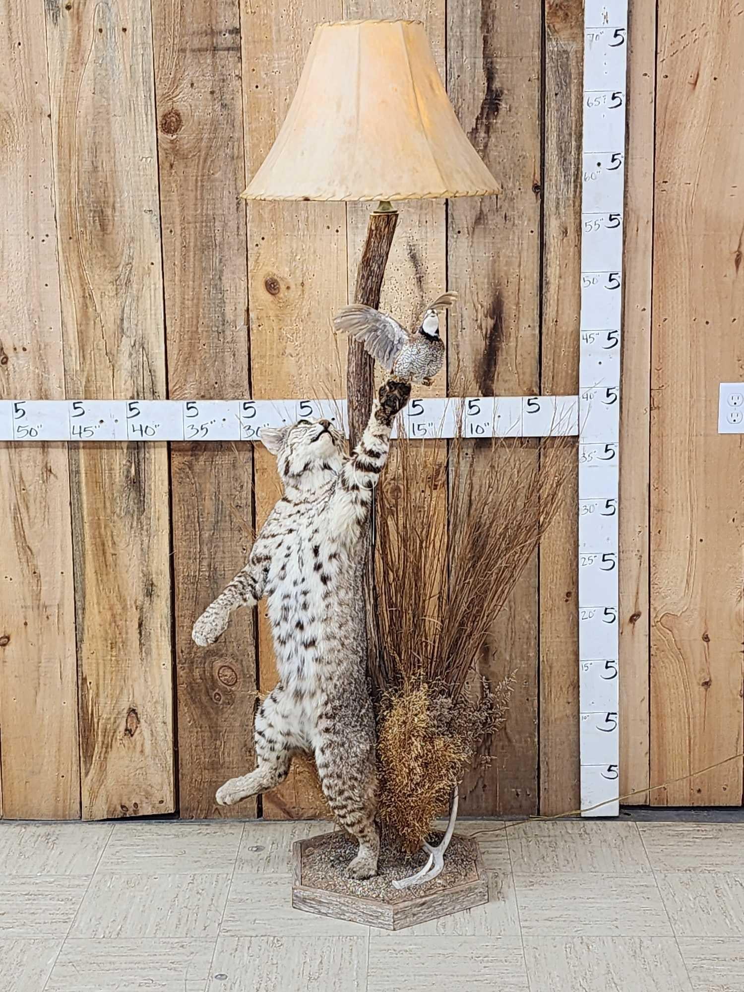 Bobcat Leaping For A Quail Floor Lamp Taxidermy (1 of 12)