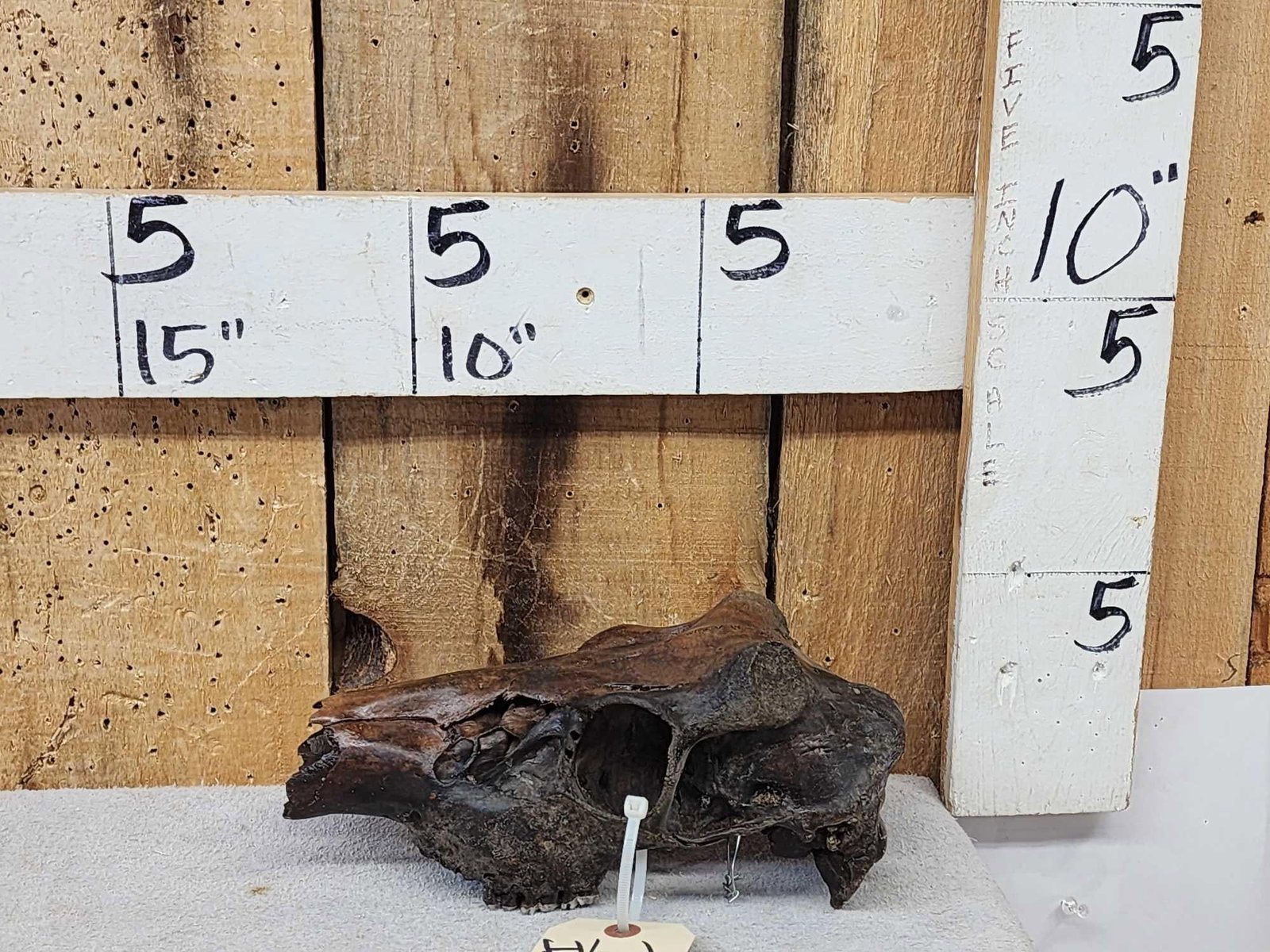 Ancient Whitetail Deer Skull (1 of 4)