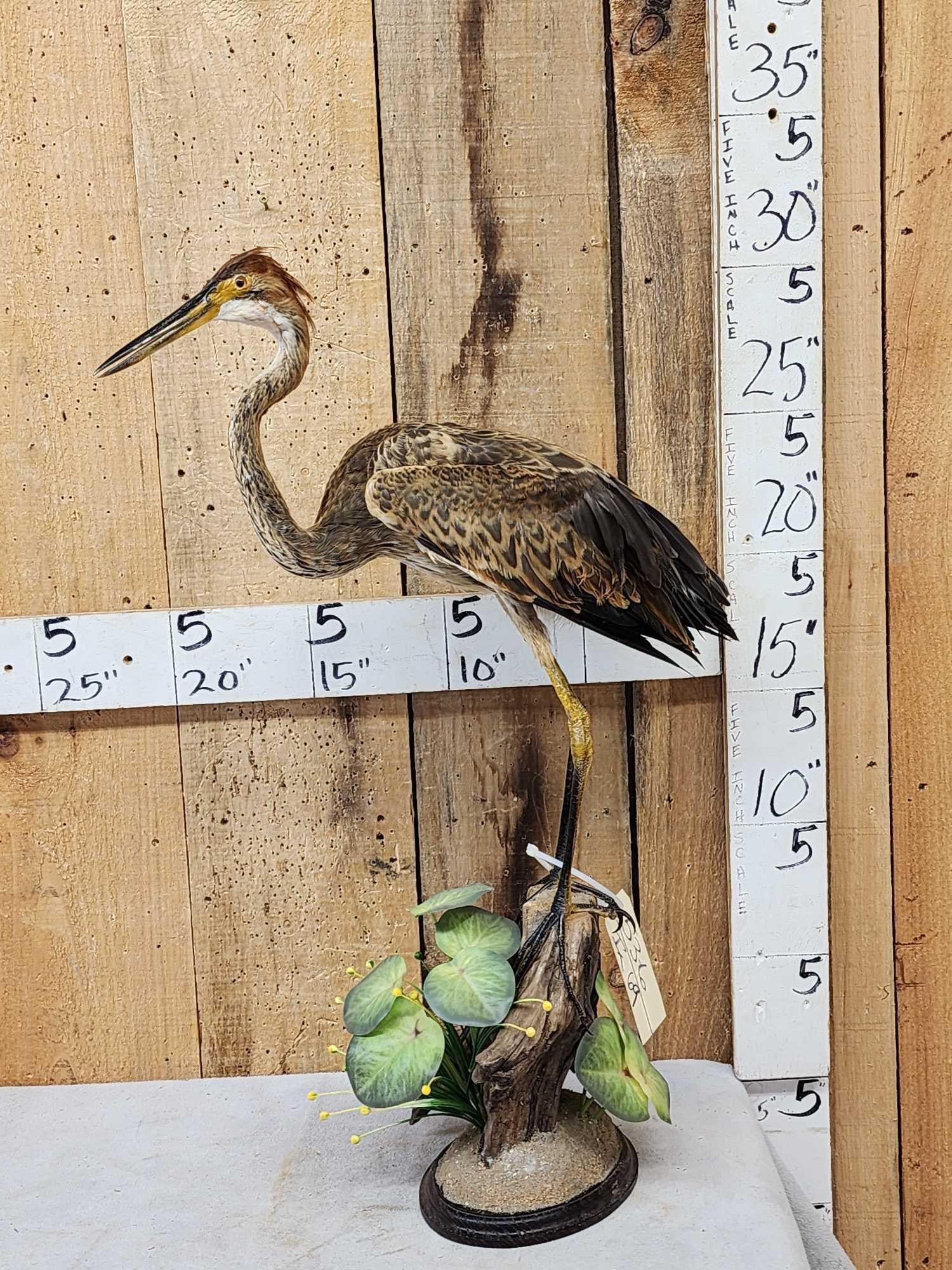 Purple Heron Full Body Bird Taxidermy: 53.6 Great example hard to find Africa Europe Asia