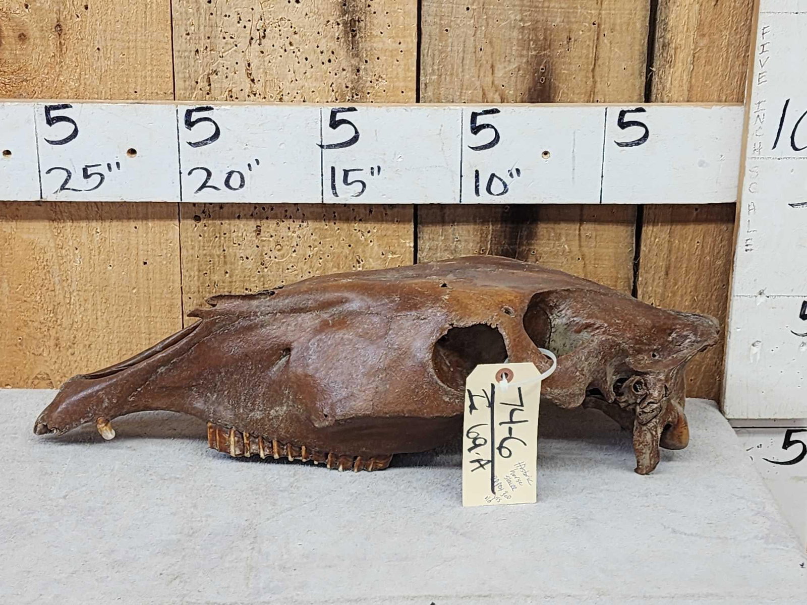 Ancient Historic Horse Skull: 74.6 Western Iowa Find Note the K9 teethThis Skull is estimated to be around 300 years old ! Great patina