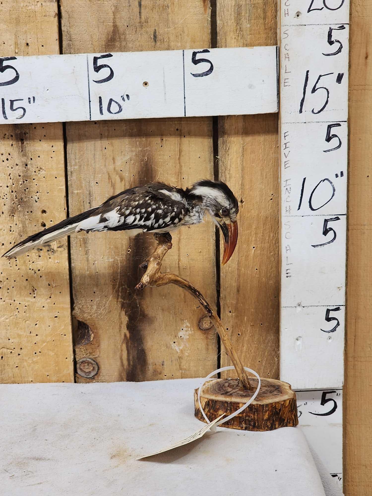 African Red Billed Hornbill Full Body Bird Taxidermy: 53.39 Hard mount to find cool piece