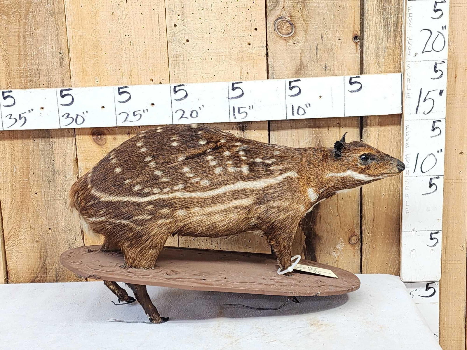 RARE Low Land Paca Full Body Taxidermy Mount: 53.15 This vintage mount came out of a diorama is outfitted with plexiglass to simulate mud Great markings colors this is the FIRST one we have ever offered for auction in over 25 years of selling Tax