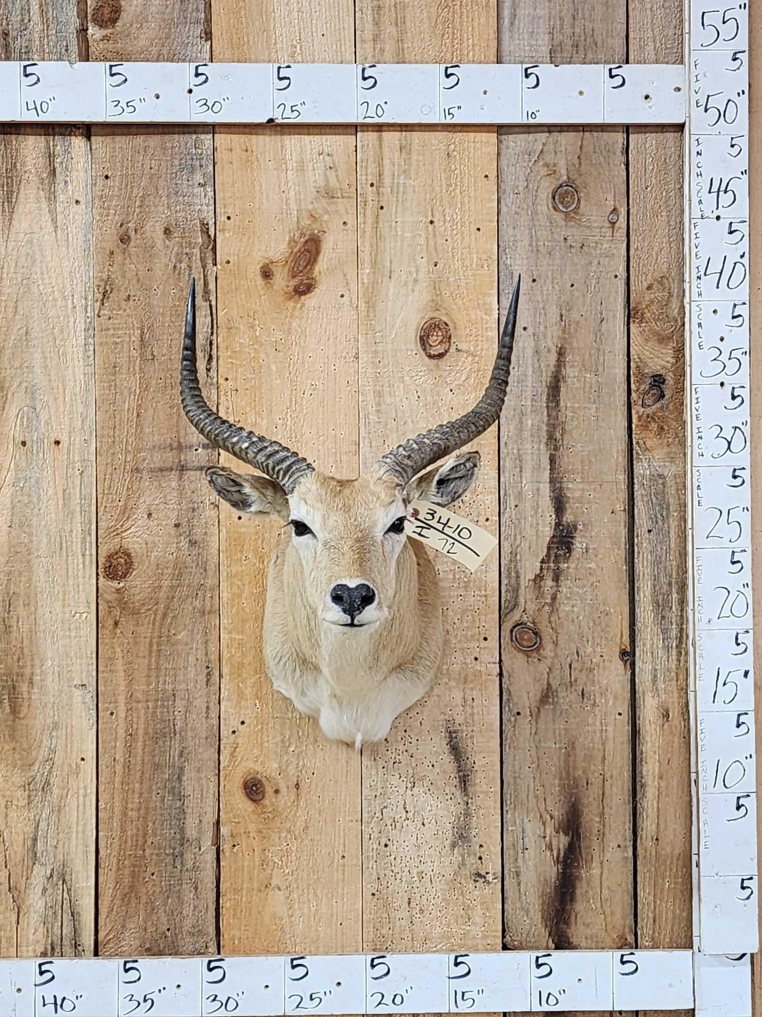 African Comon Lechwe Shoulder Mount Taxidermy: 34.10 Cool piece semi sneak pose