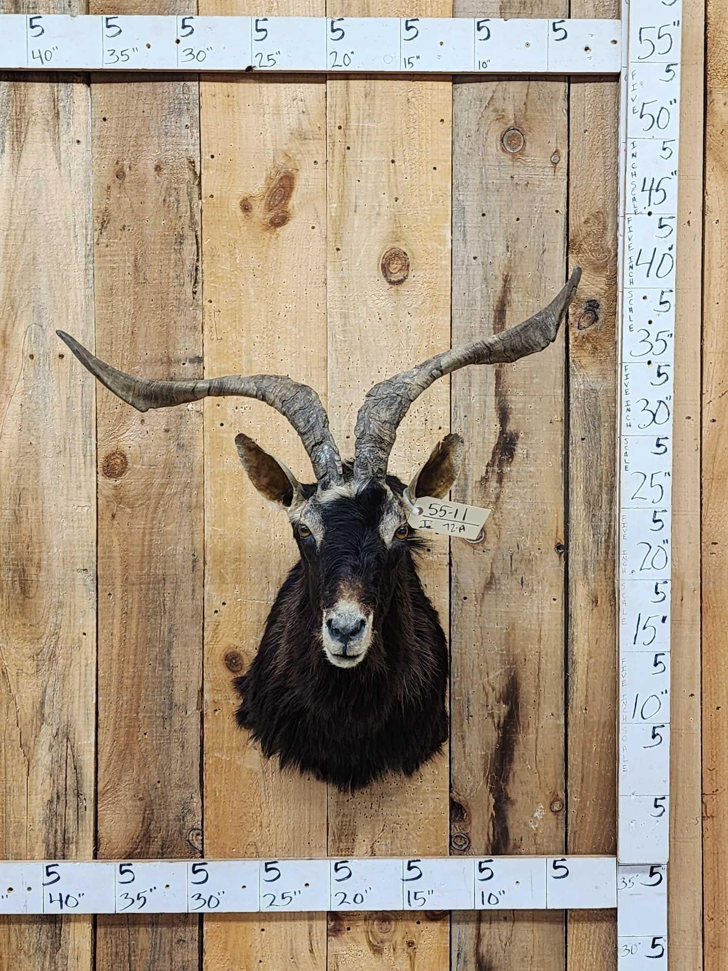Feral Goat Shoulder Mount Taxidermy: 55.11 Great Oddities Curiosity piece