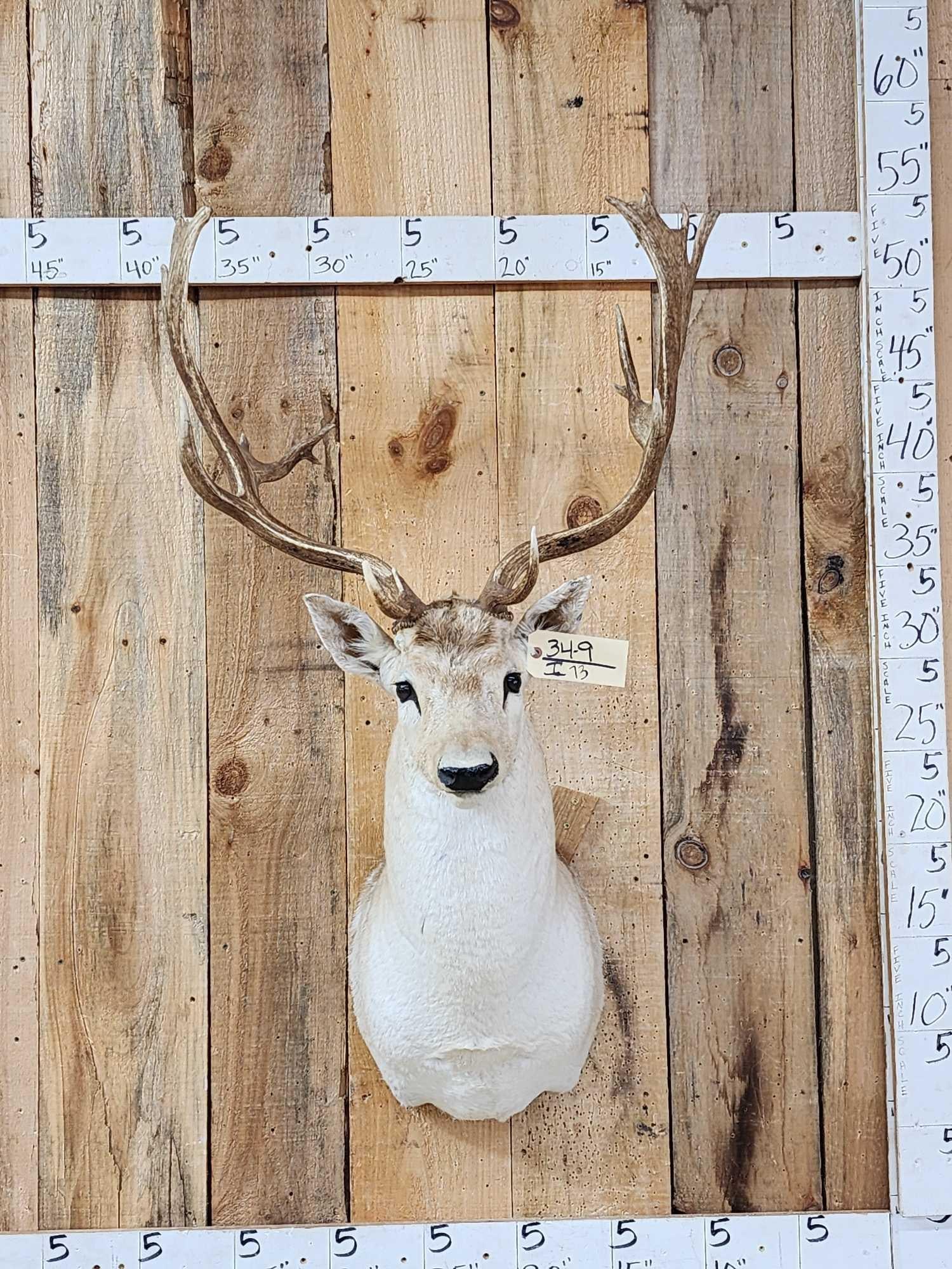 Fallow Deer Shoulder Mount Taxidermy (1 of 5)