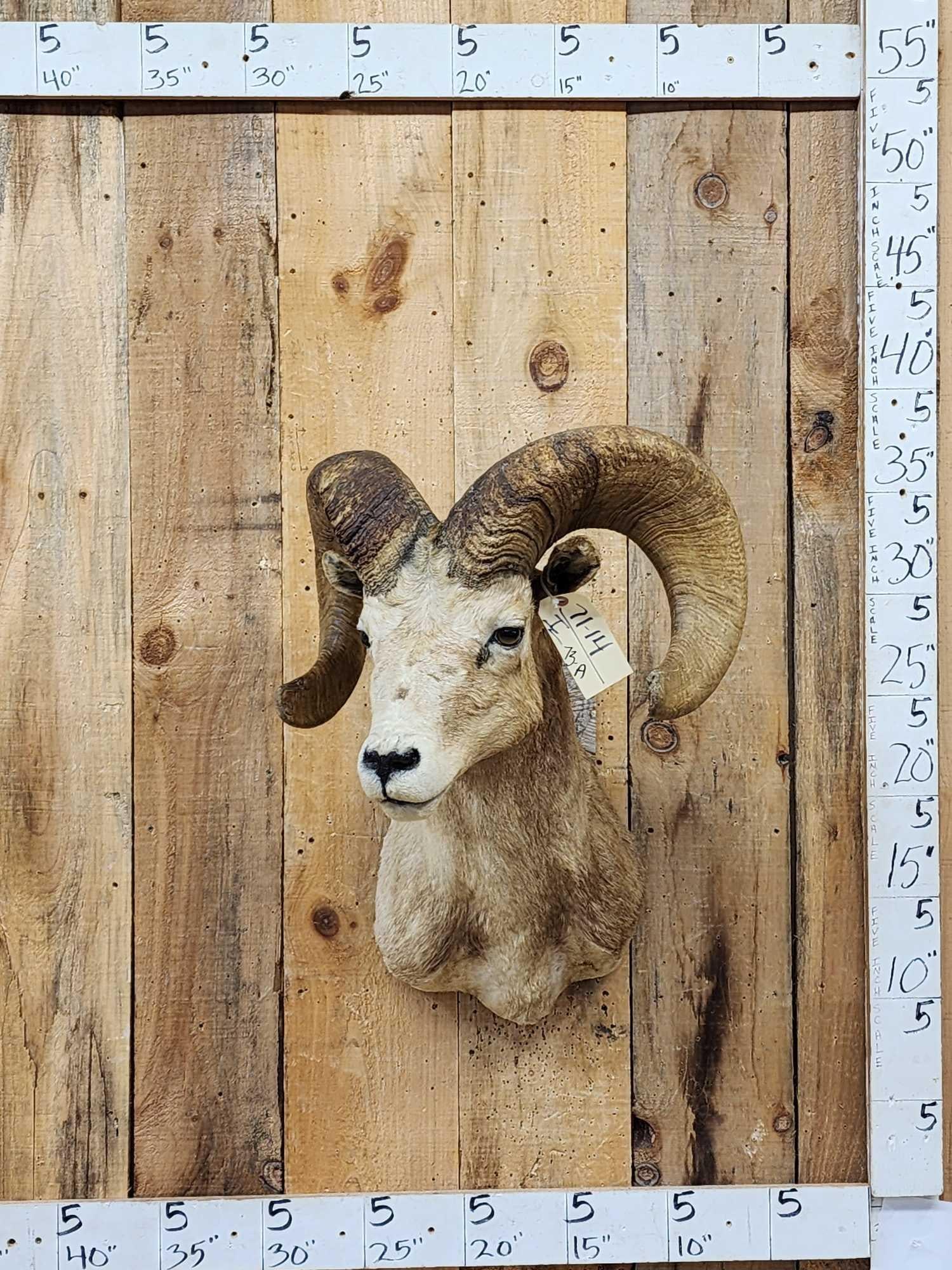 Desert Bighorn Sheep Shoulder Mount Taxidermy: 71.14 Cool vintage mount heavy Mass horns Right horn length about 32" with a 14 6/8" base Left about 32 1/8" with a 14 5/8" base