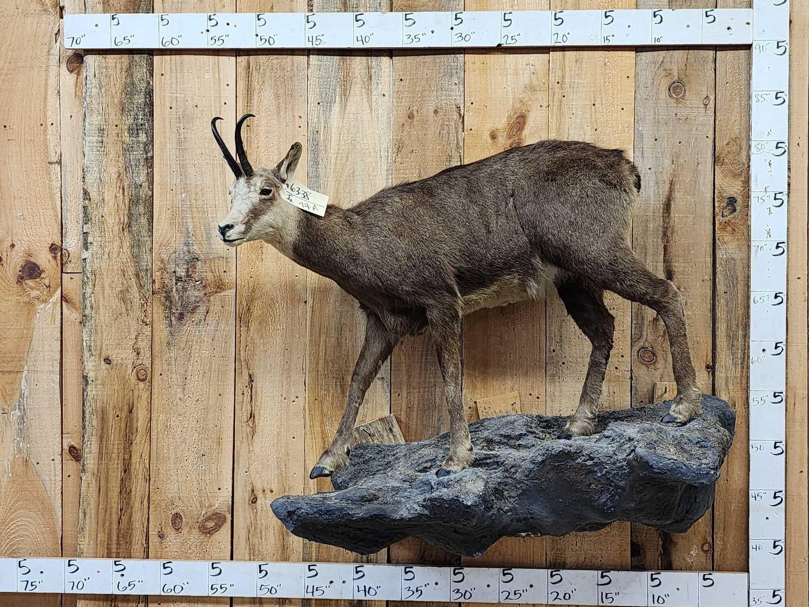 Alpine Chamois Full Body Taxidermy Mount (1 of 7)