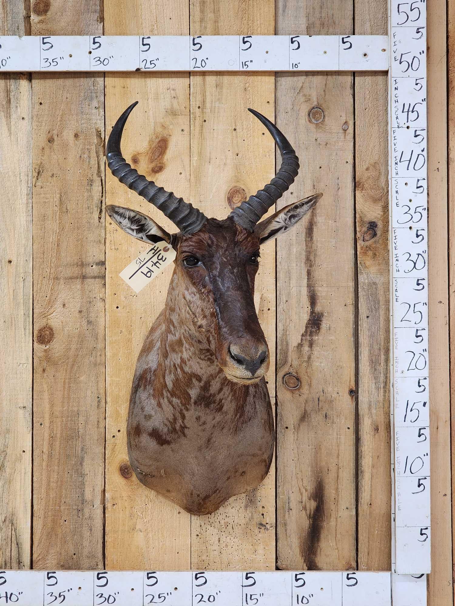 African Tsessebe Shoulder Mount Taxidermy (1 of 4)