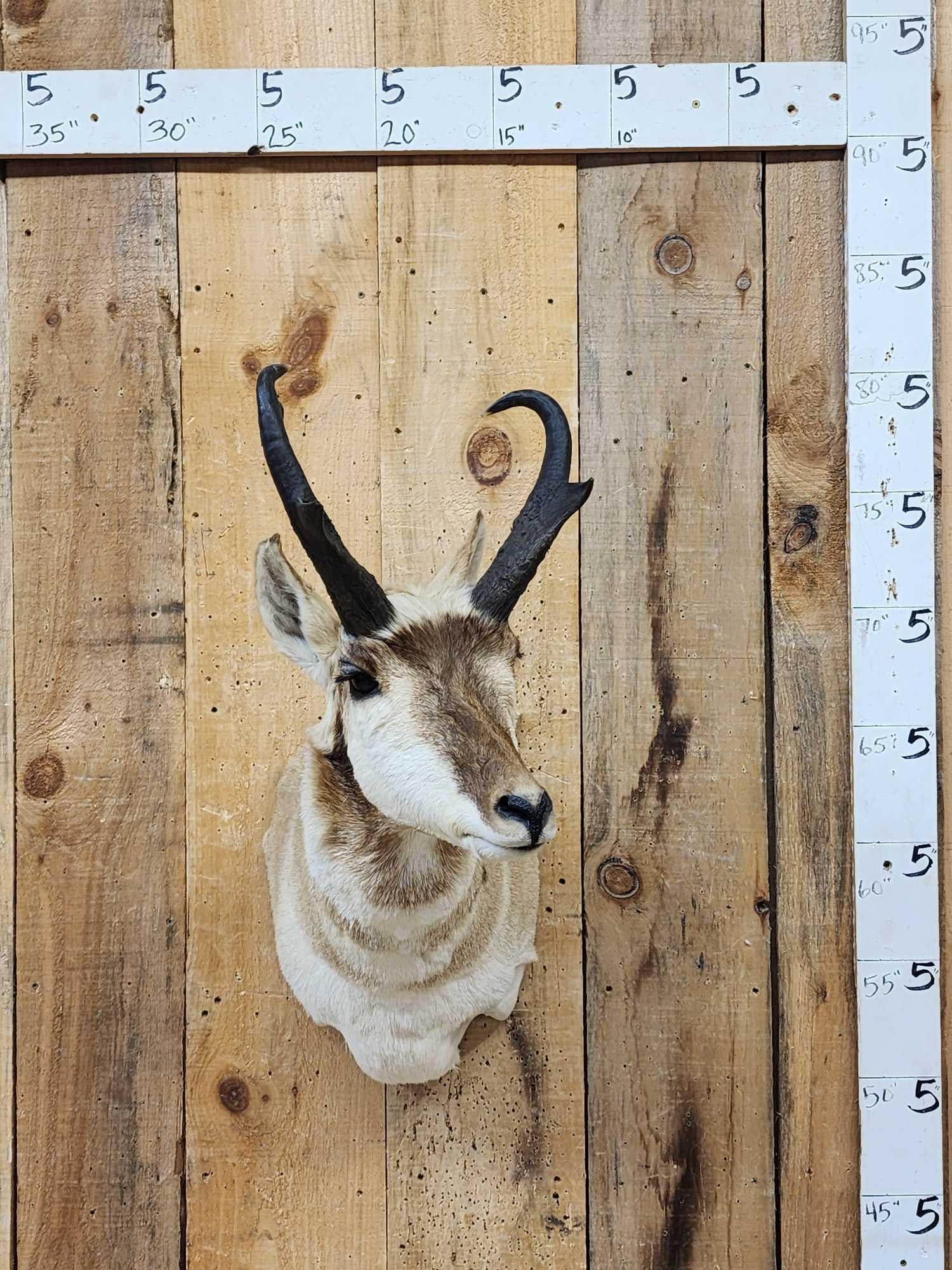 Pronghorn Antelope Shoulder Mount Taxidermy: 49.127 Solid mount good hair colors like most pronghorn there is some minor shedding