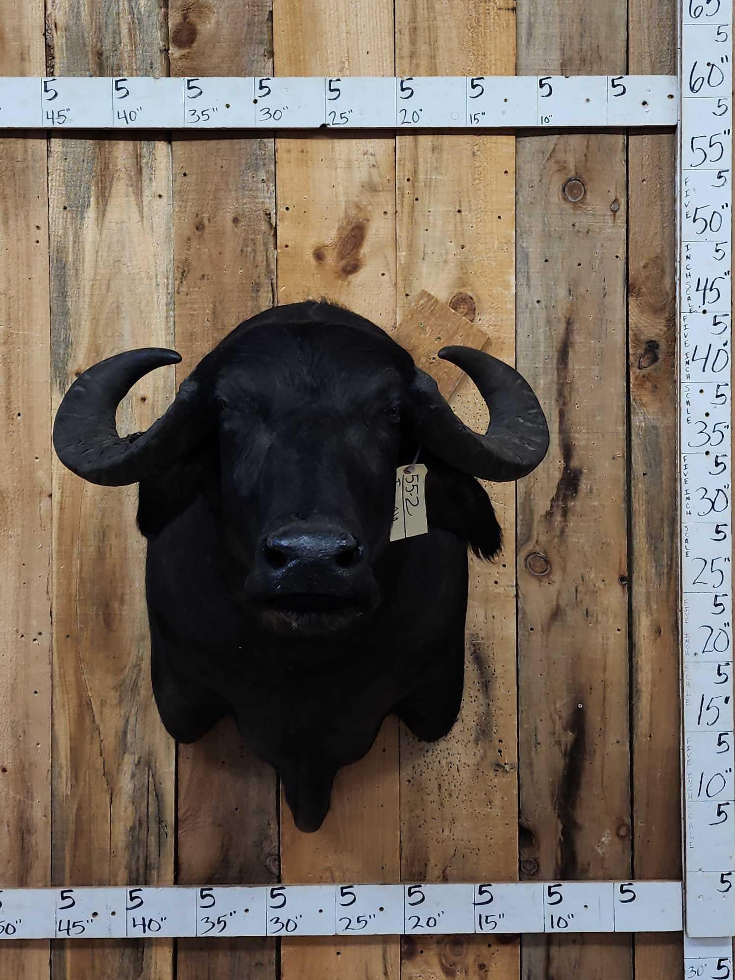 Asian Water Buffalo Shoulder Mount Taxidermy: 55.2 Nice clean mount aggressive pose