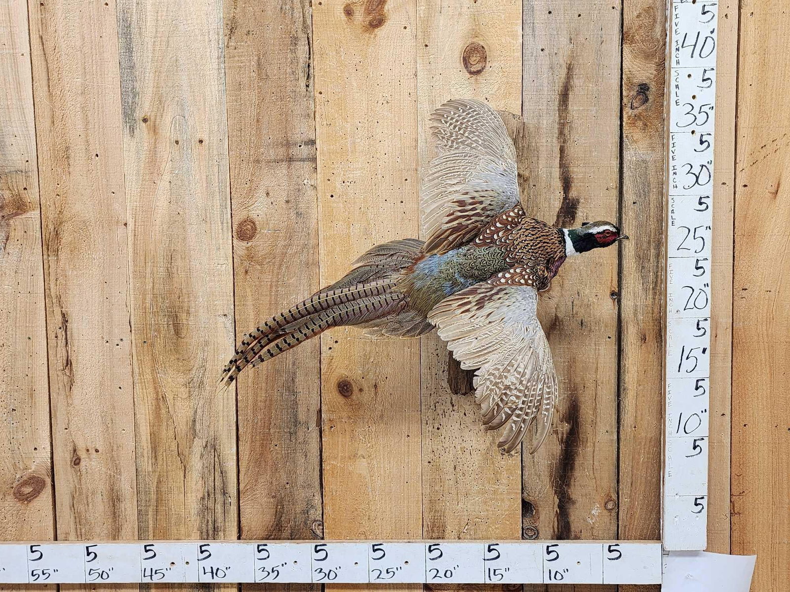 Ringneck Pheasant In Flight Bird Taxidermy (1 of 3)