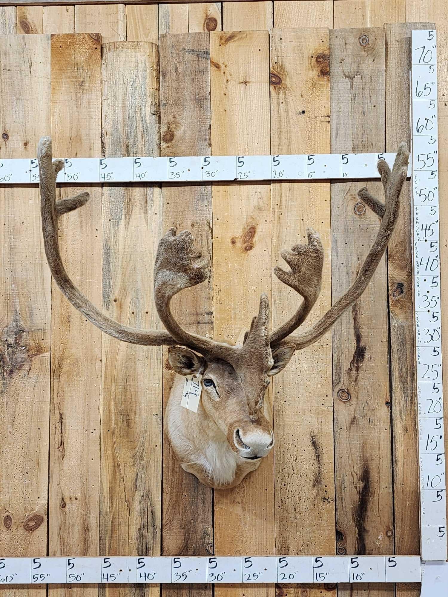 Caribou In Velvet Shoulder Mount Taxidermy (1 of 7)