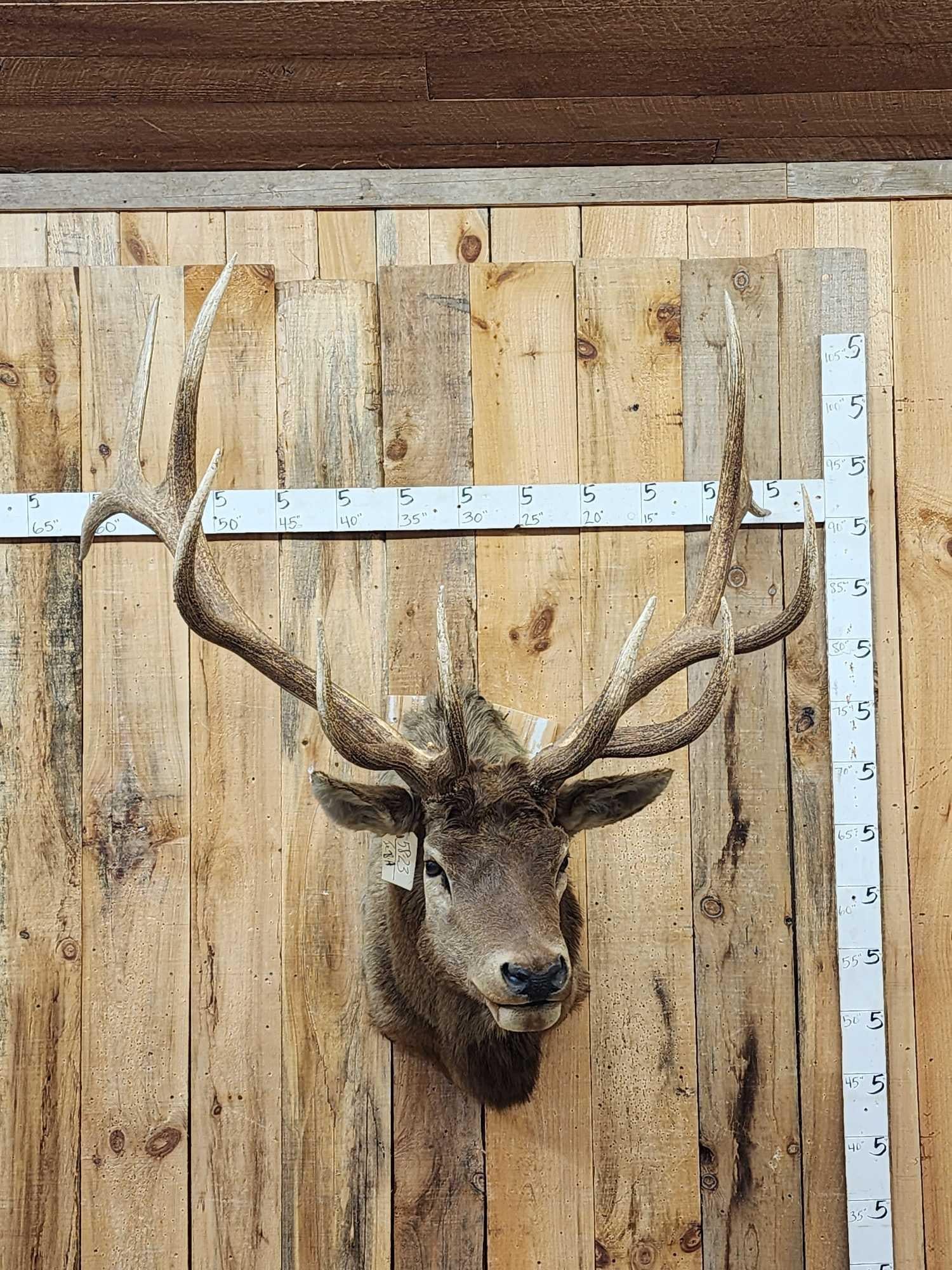 Big 6x6 Elk Shoulder Mount Taxidermy (1 of 7)