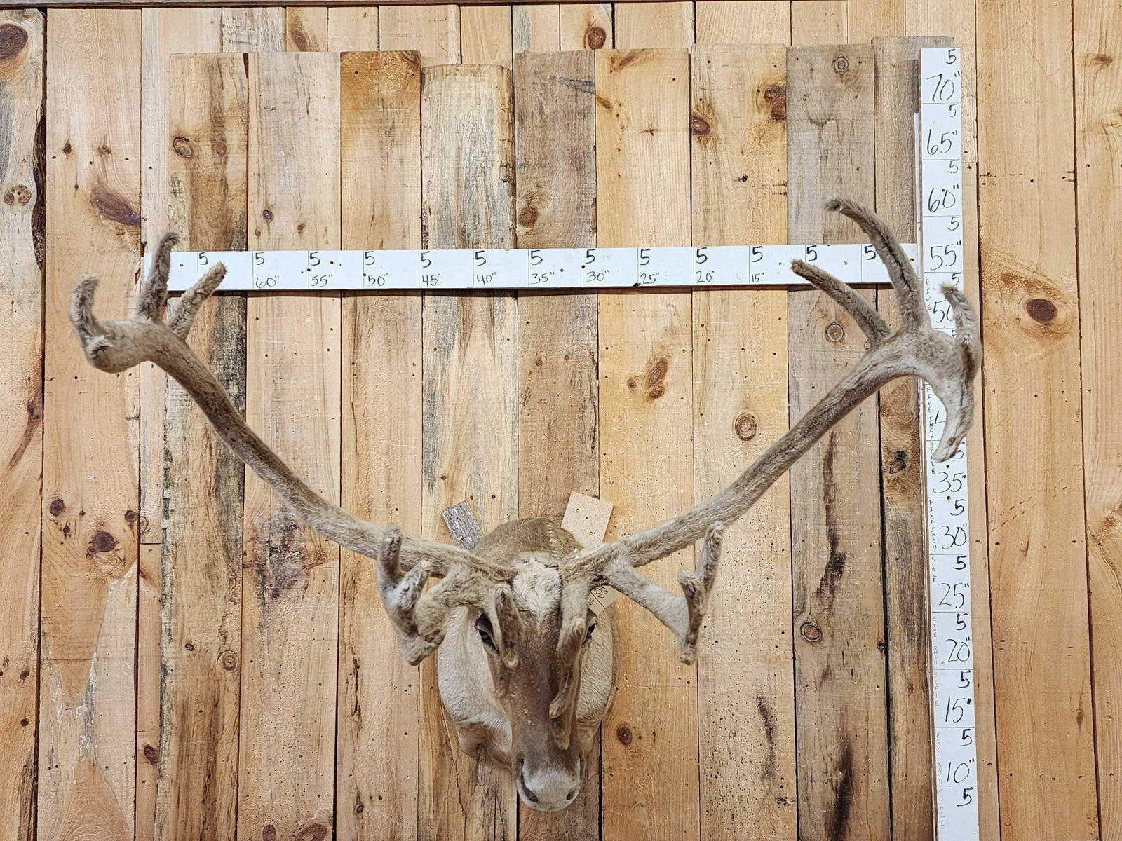 Caribou In Velvet Shoulder Mount Taxidermy: 46.52 Huge 49" wide antlers