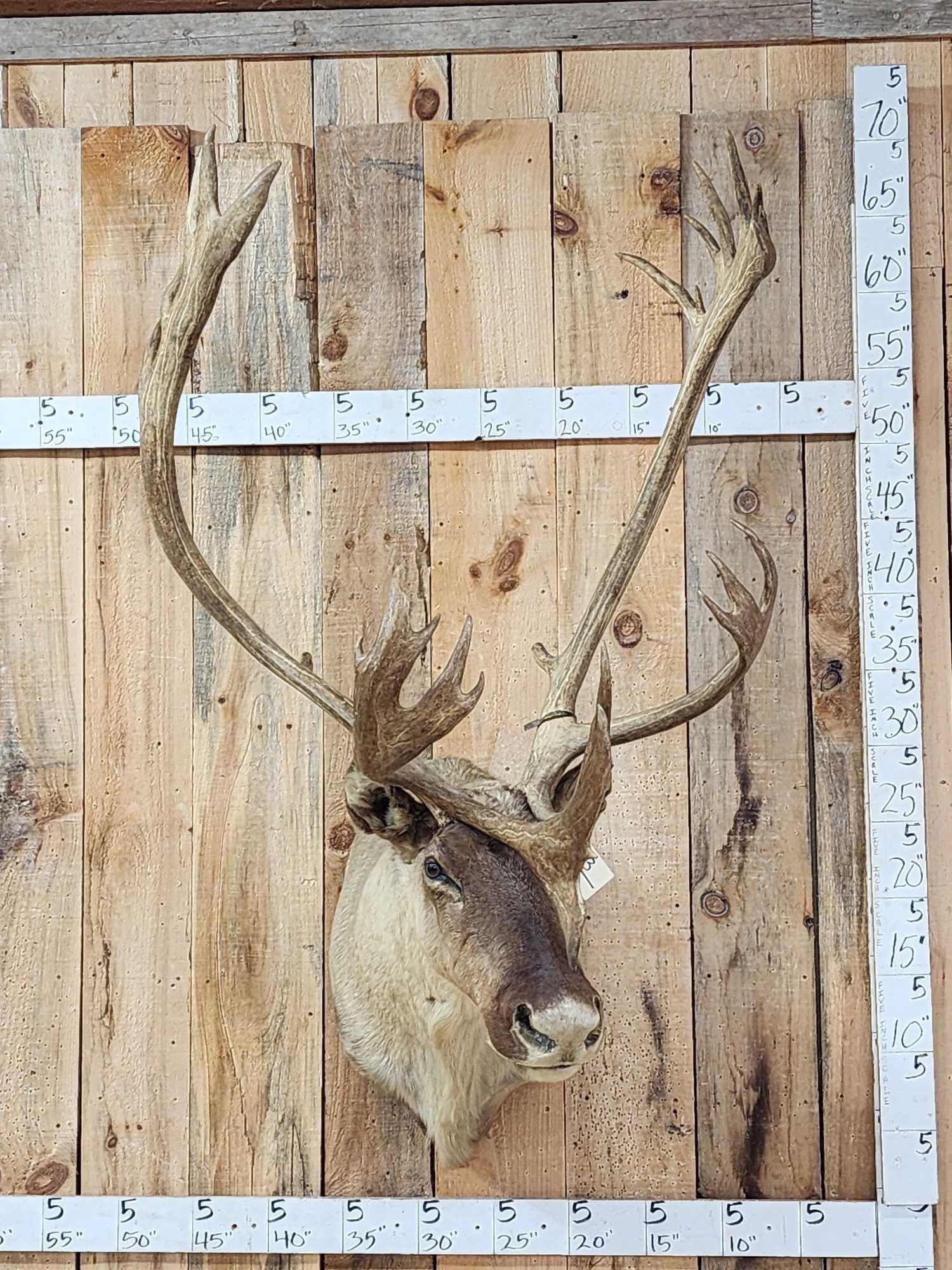 Big Caribou Shoulder Mount Taxidermy: 34.33 Excellent antler color big shovel heavy Mass throughout