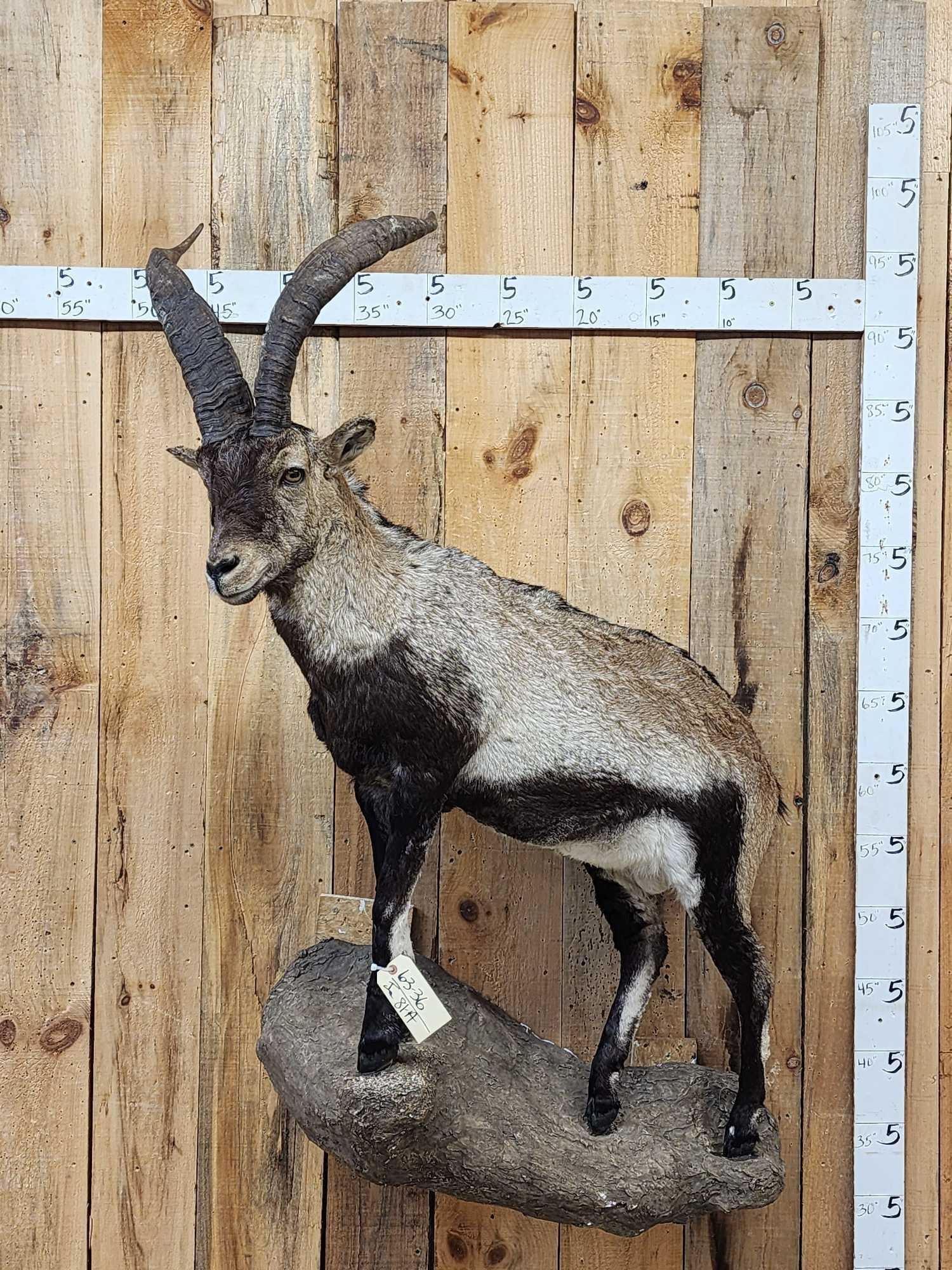 Spanish Or Gredos Ibex Full Body Taxidermy Mount: 63.36 Nice clean mount great colors big horns on artificial rock hanging base