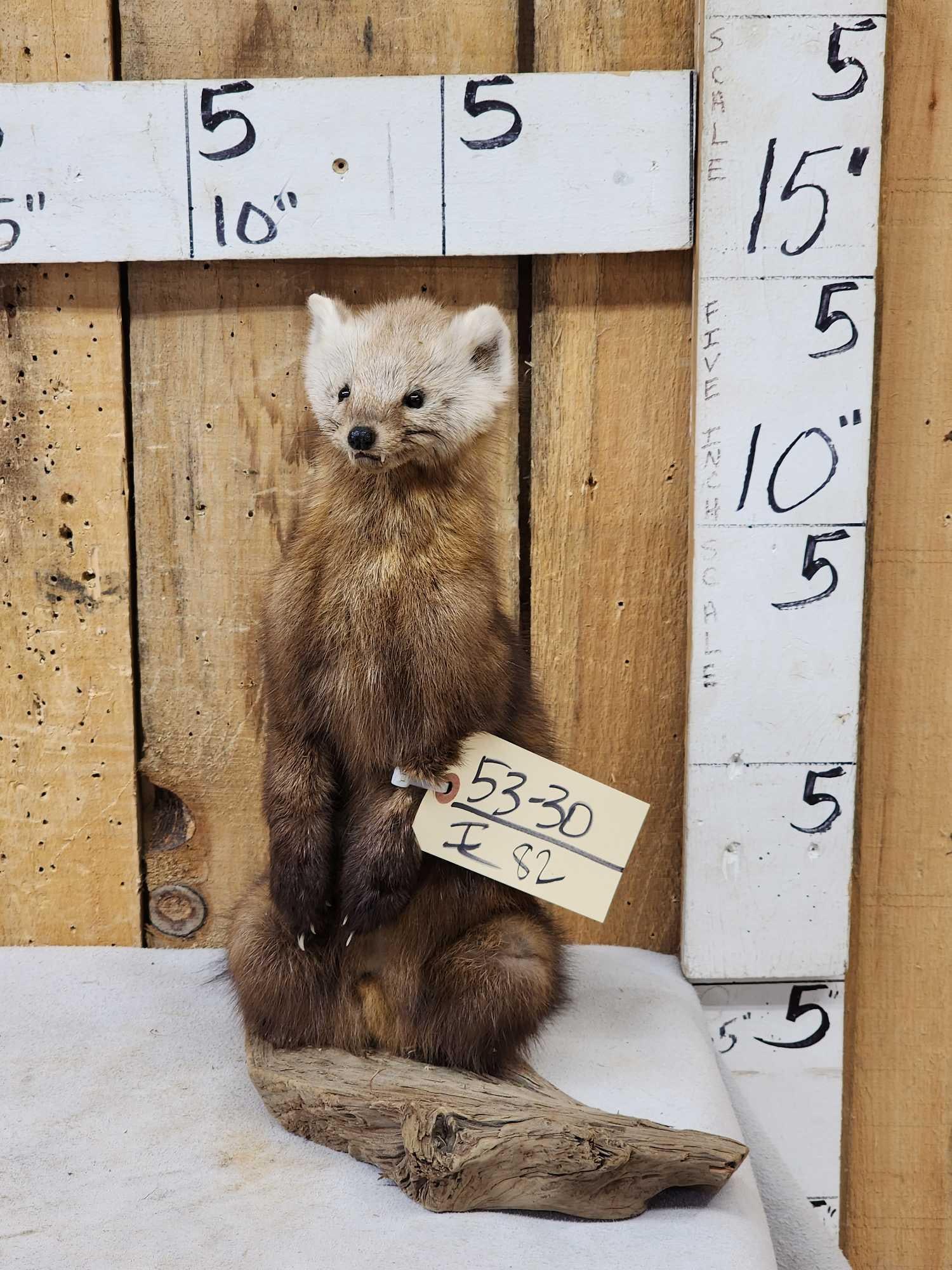 Pine Marten Full Body Taxidermy Mount: 53.30 Nicely done mount on driftwood base