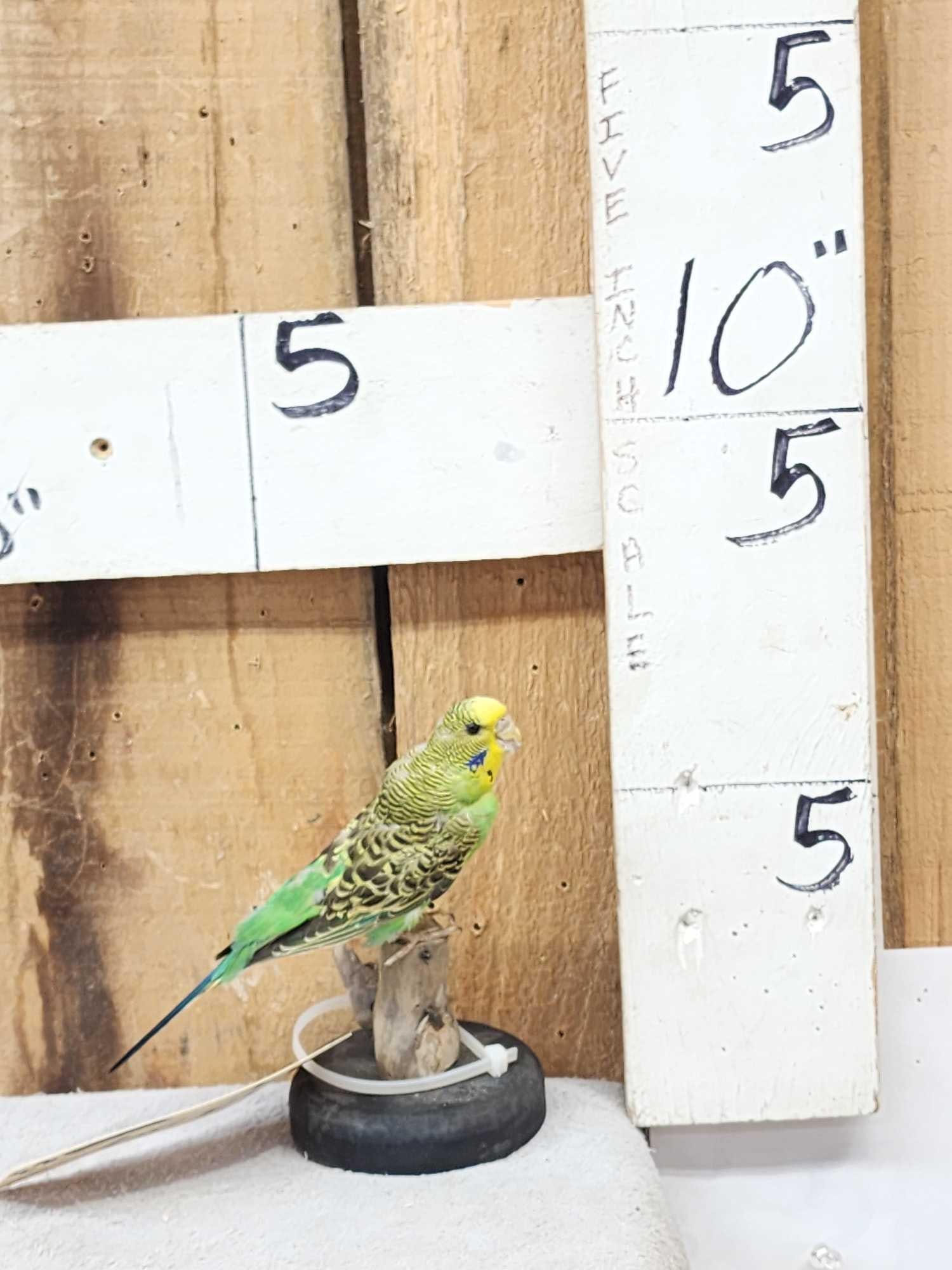 Green Budgie Parakeet Full Body Bird Taxidermy (1 of 5)