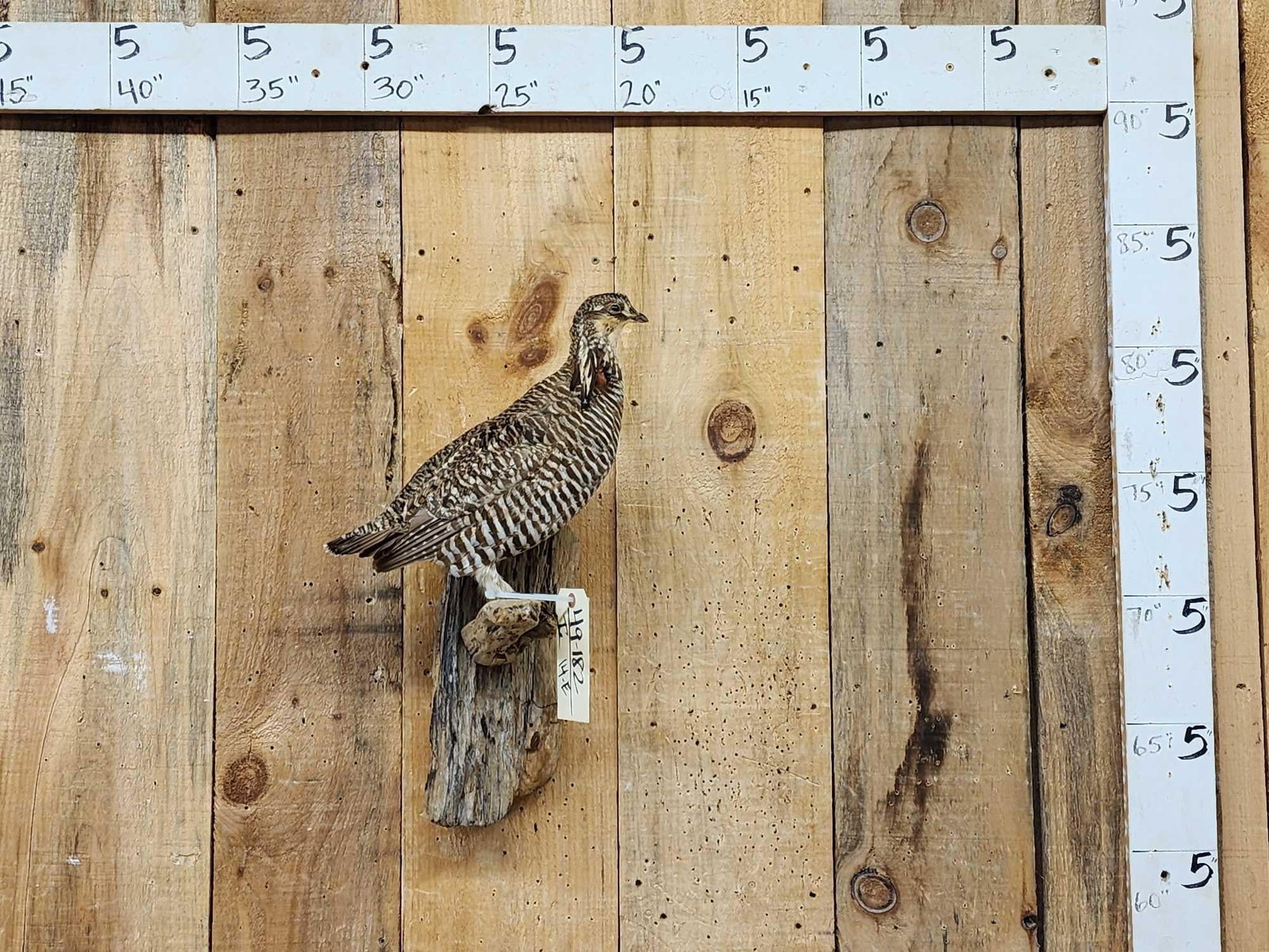 Grouse Full Body Bird Taxidermy: 49.182 Nice clean mount loud colors on driftwood