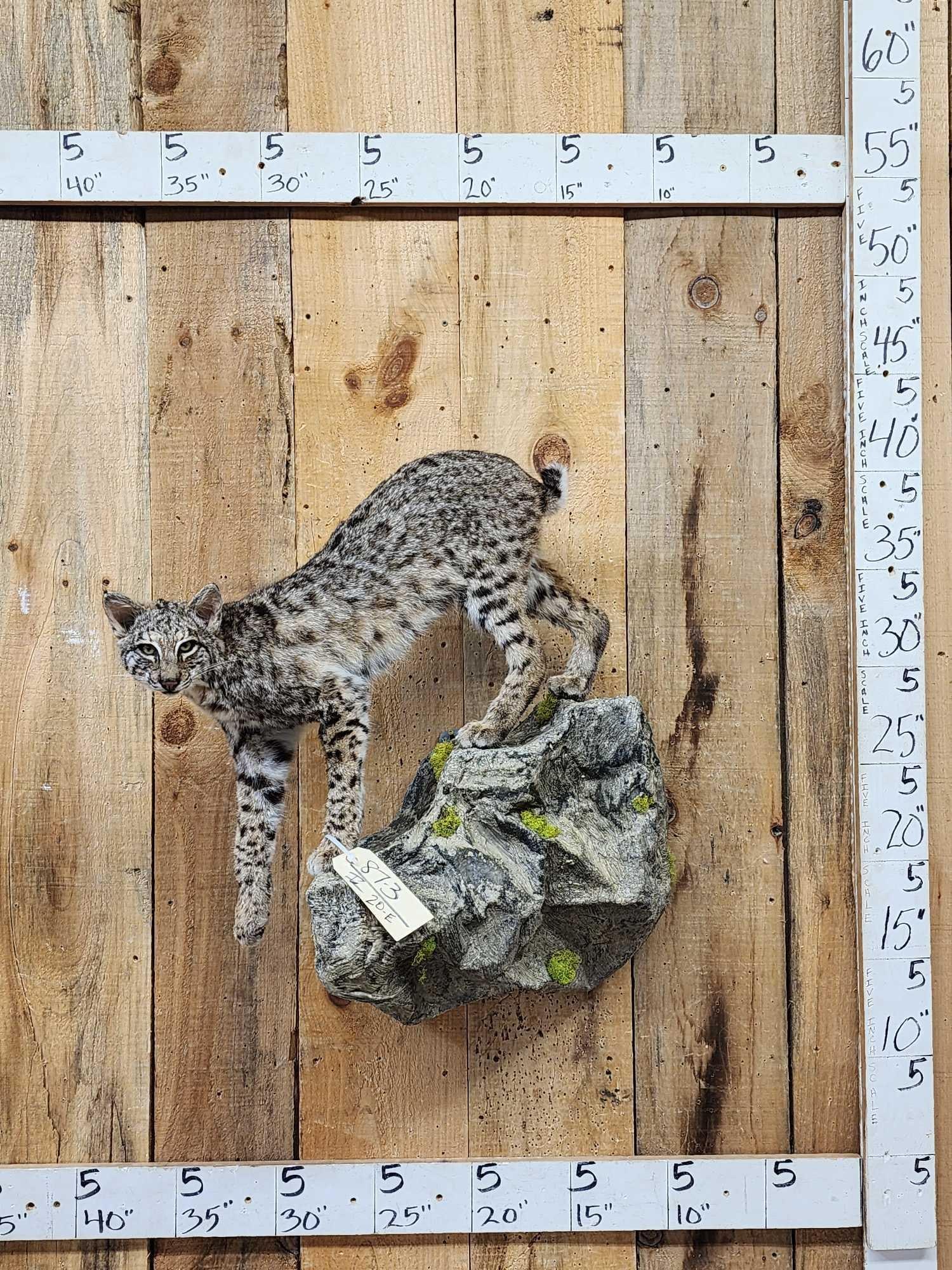 Juvenile Bobcat Full Body Taxidermy Mount (1 of 5)