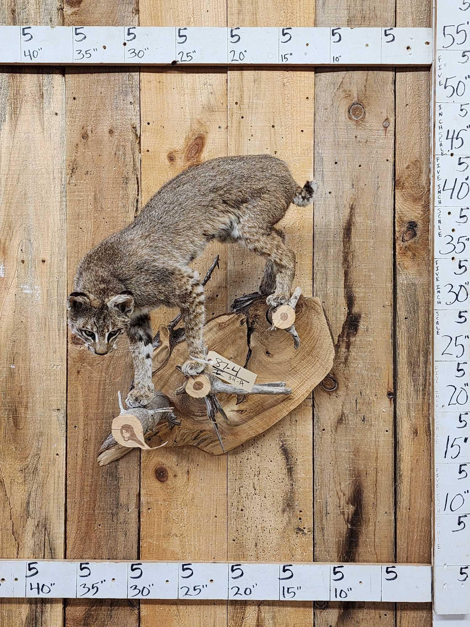 Bobcat Full Body Taxidermy Mount: 87.4 Brand new mount climbing down pose good Taxidermy Artwork nice facial features