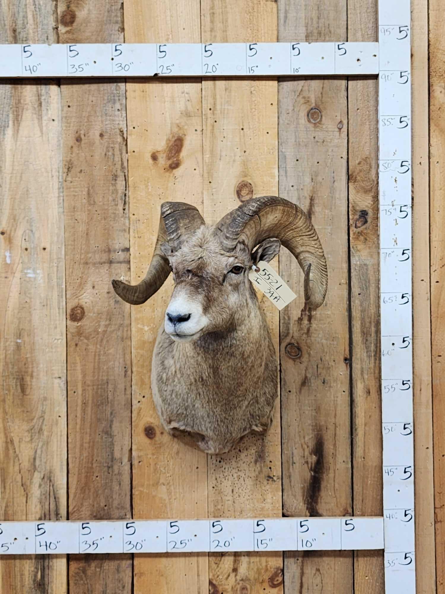 Extra Nice Bighorn Ram Sheep Shoulder Mount Taxidermy: 55.21 Awesome color great Taxidermy Artwork big full curl horns Right horn length about 30 3/8" with a 14 4/8" base Left about 32 7/8" with a 14 3/8" base