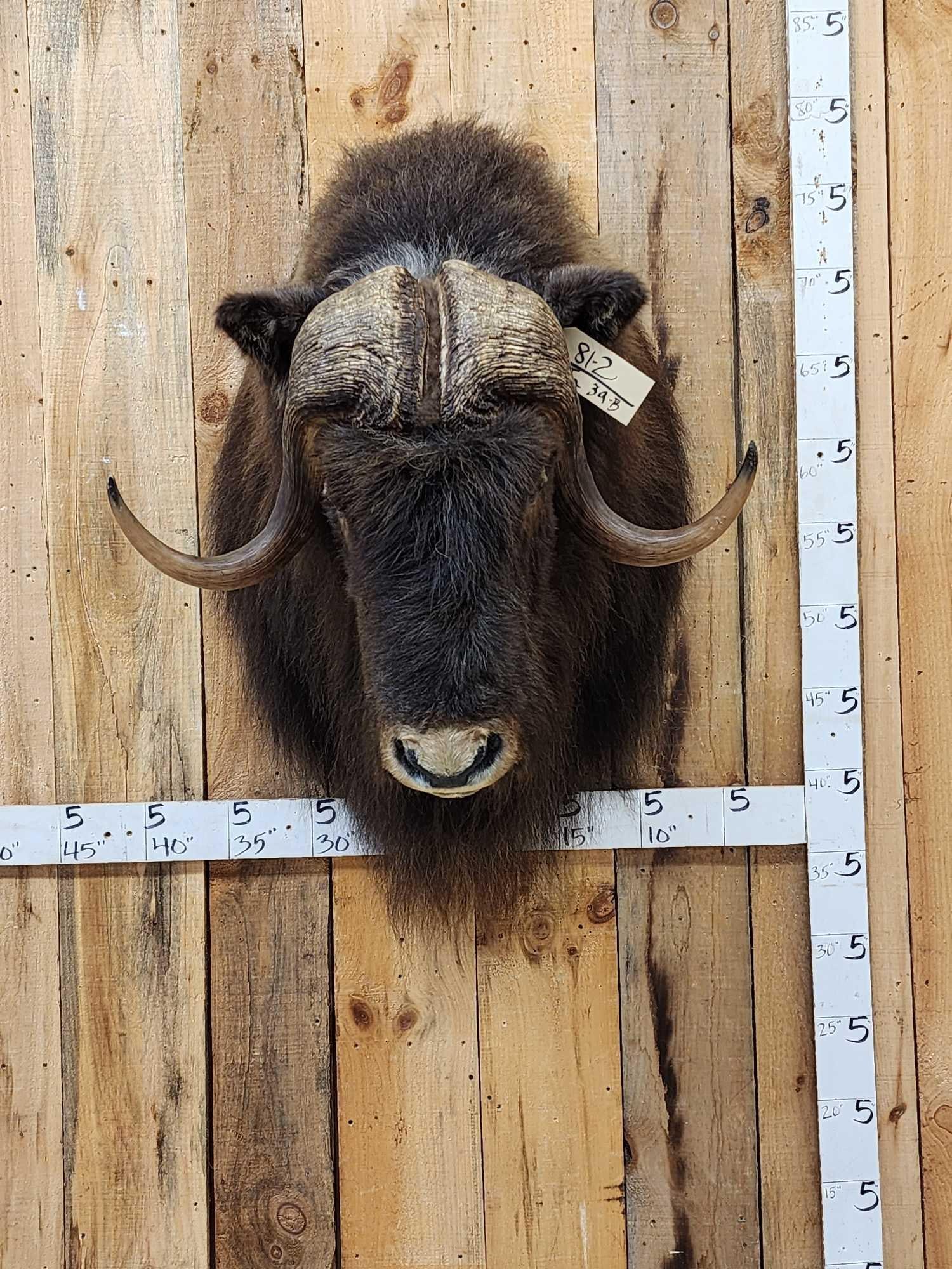 Extra Nice Musk Ox Shoulder Mount Taxidermy: 81.2 Long flowing hair thick shaggy hump good looking mount