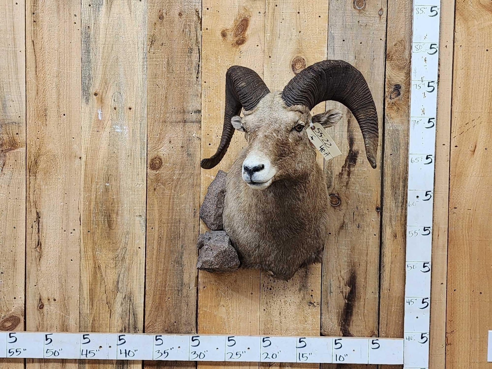 Bighorn Ram Sheep Shoulder Mount Taxidermy: 55.22 Extra nice mount great colors well done Taxidermy Artwork