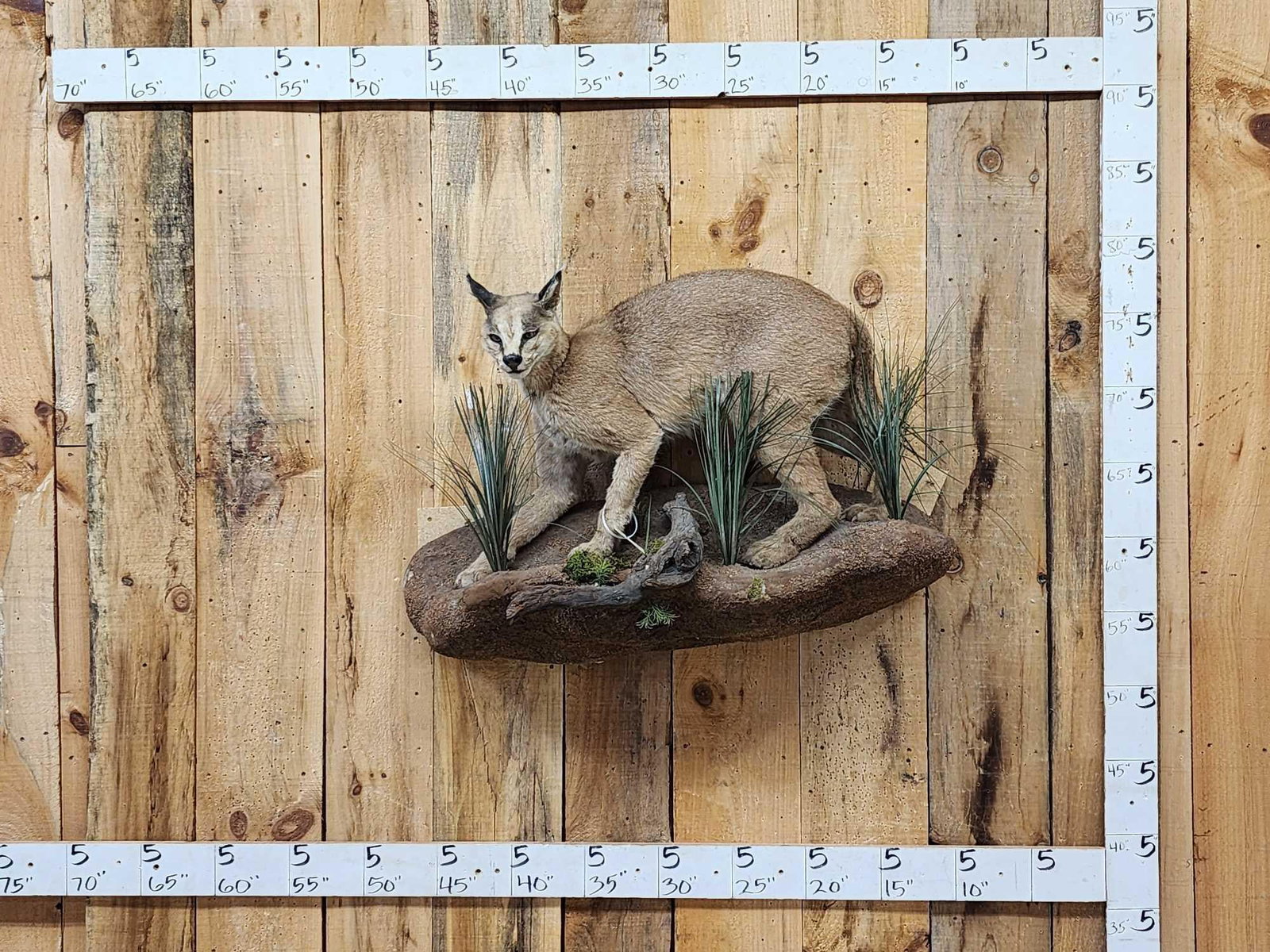 African Caracal Cat Full Body Taxidermy Mount (1 of 6)