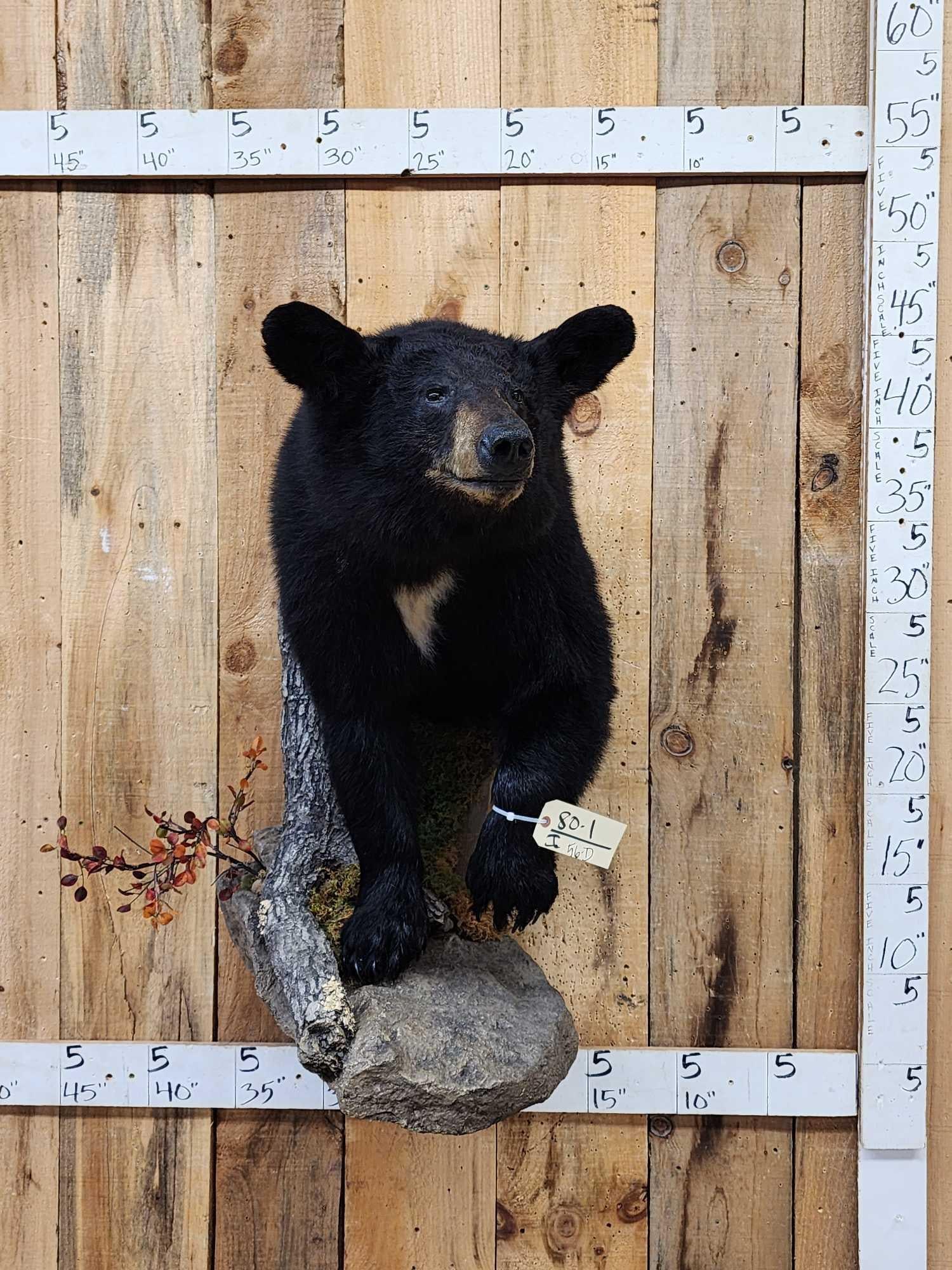 Black Bear Half Body Taxidermy Mount: 80.1 Nice clean mount thick prime fur claws intact with light weight habitat hanging base