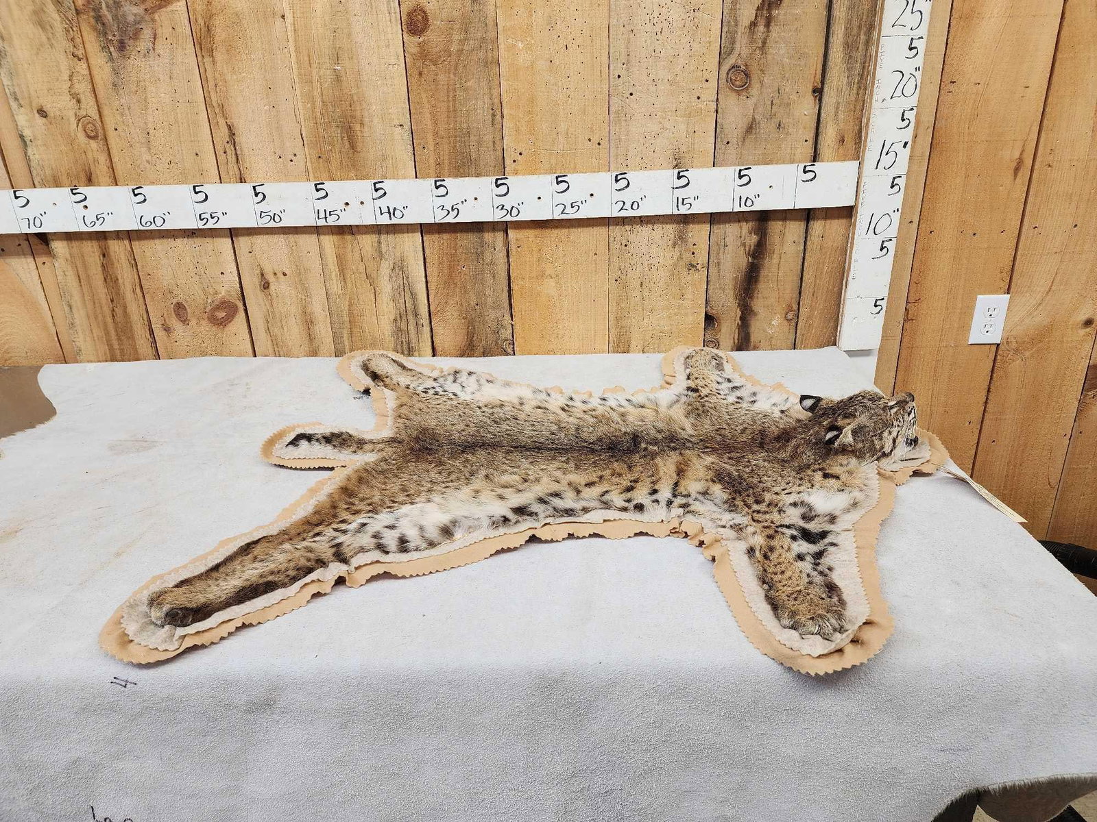Nice Bobcat Rug Taxidermy (1 of 7)