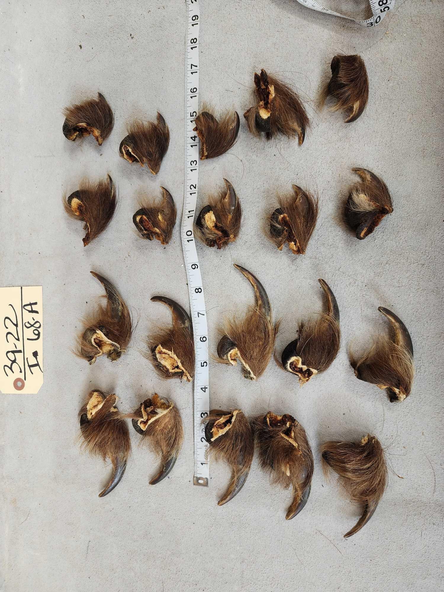 Set Of Big Alaskan Grizzly Bear Claws Taxidermy: 39.22 Complete set front back great colors great for crafts or jewelry