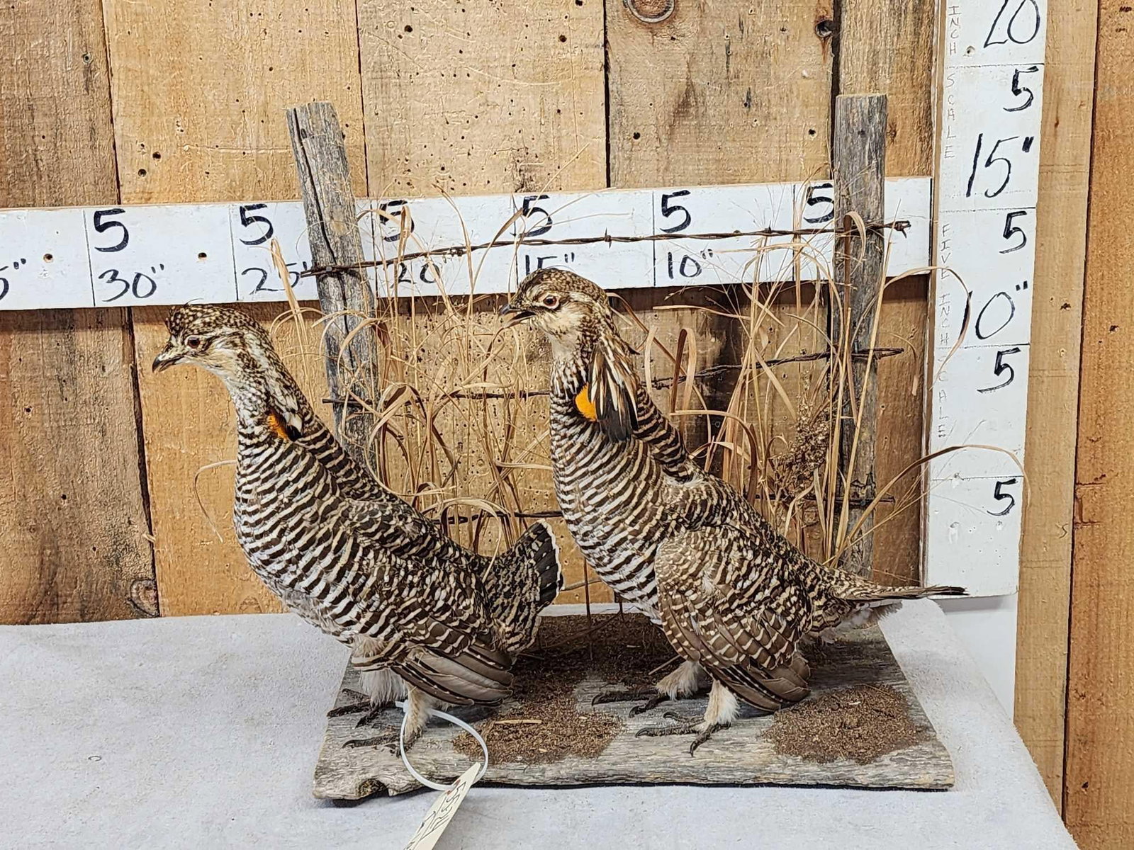 Pair Of Prairie Chickens Full Body Bird Taxidermy (1 of 5)
