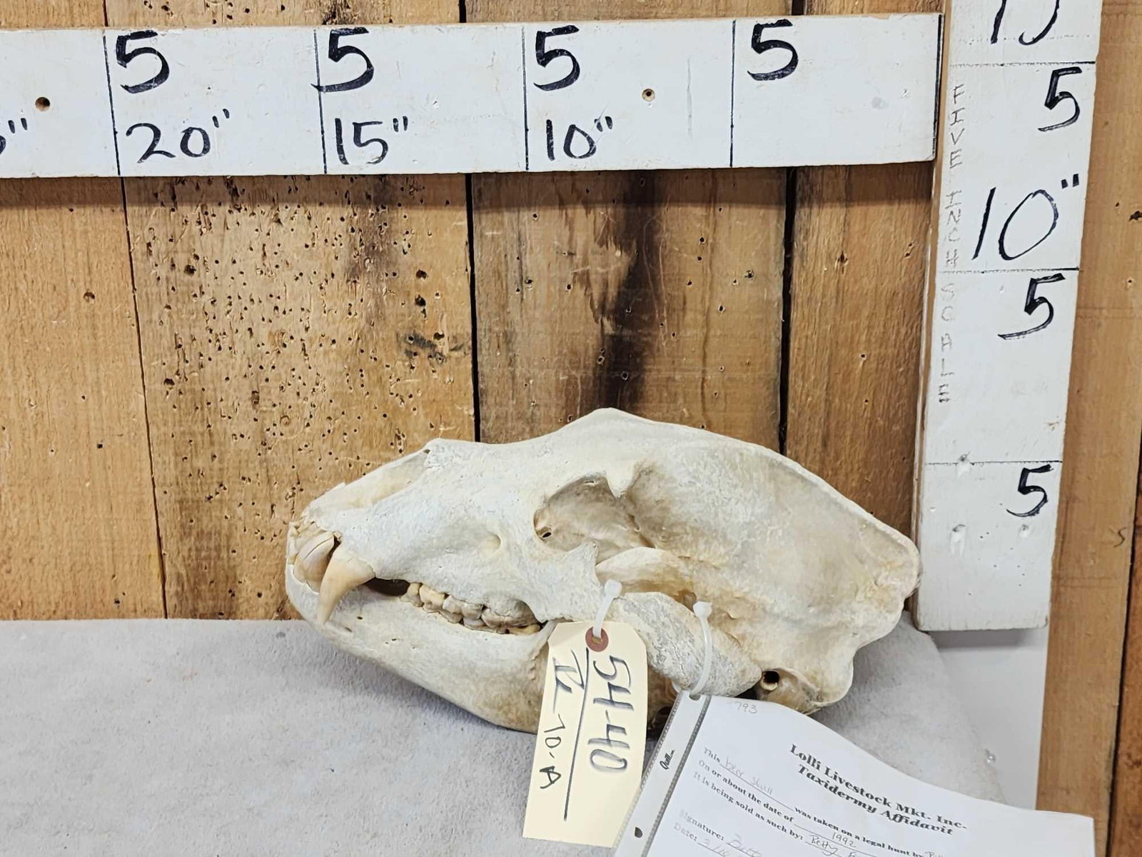 Alaskan Brown Bear Skull Taxidermy: 54.40 Great look