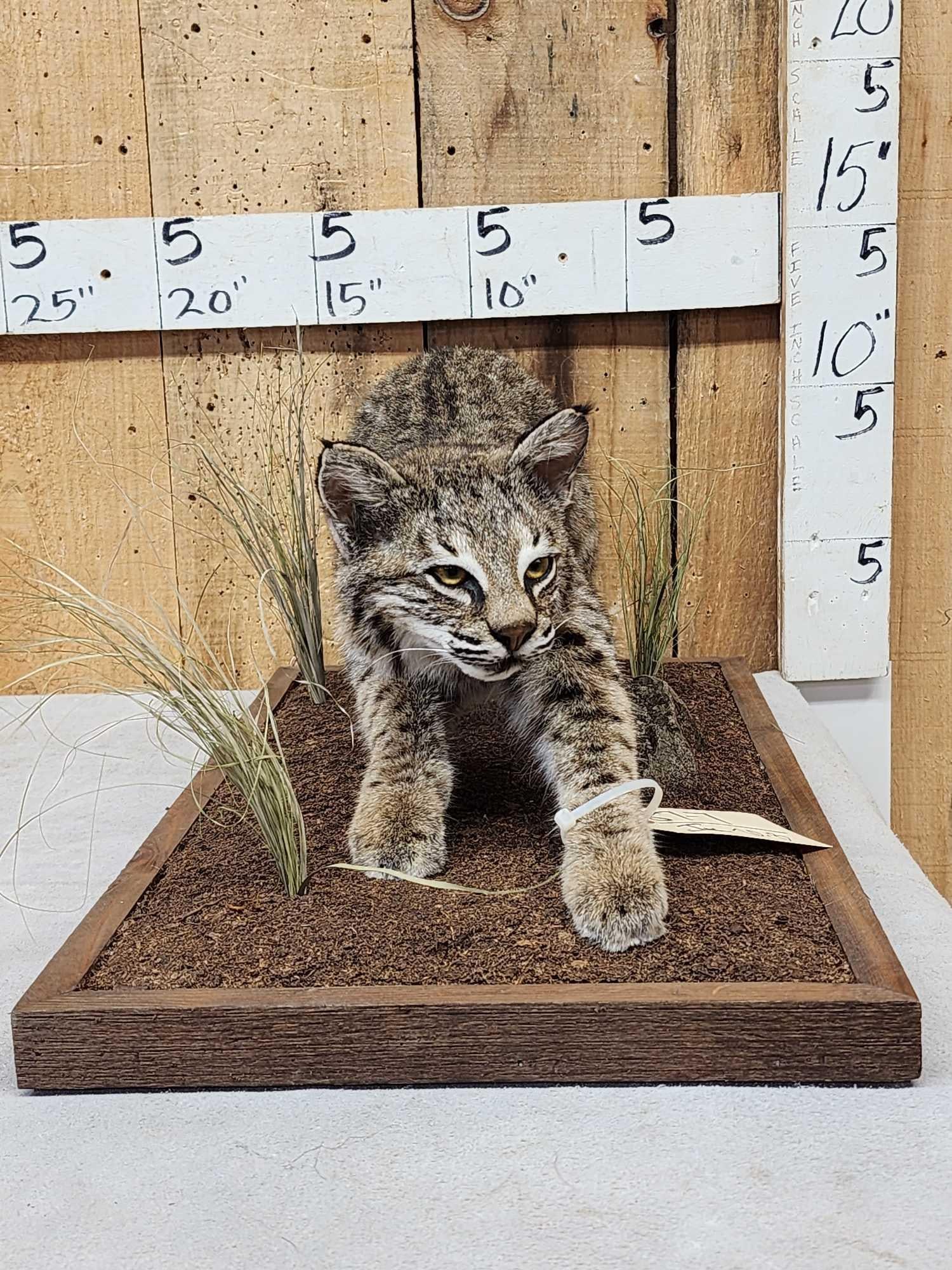 Juvenile Bobcat Stalking Pose Full Body Taxidermy Mount: 87.7 Brand new mount great Taxidermy Artwork excellent facial features great markings