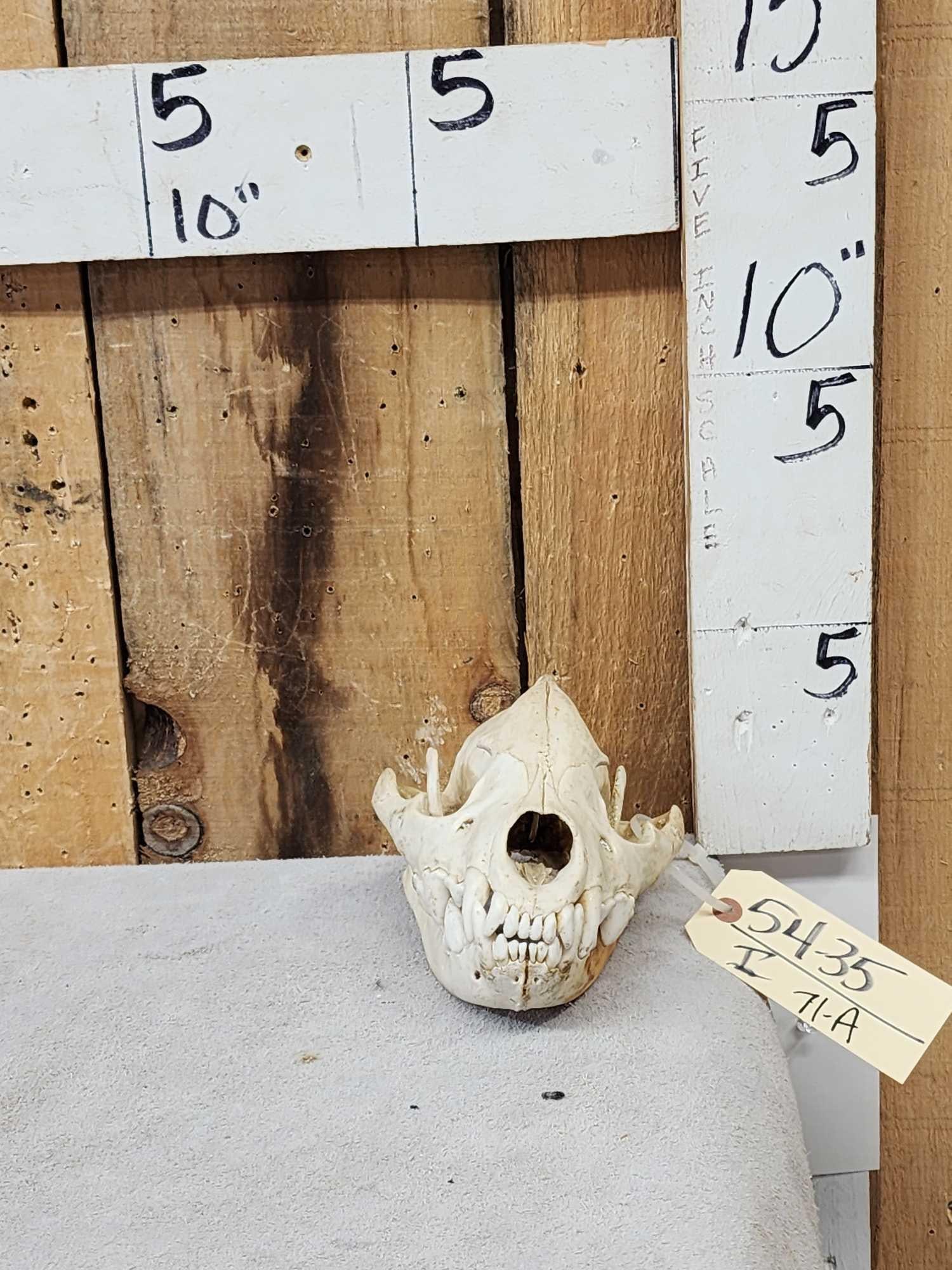 African Hyena Skull Taxidermy: 54.35 Cool piece huge teeth