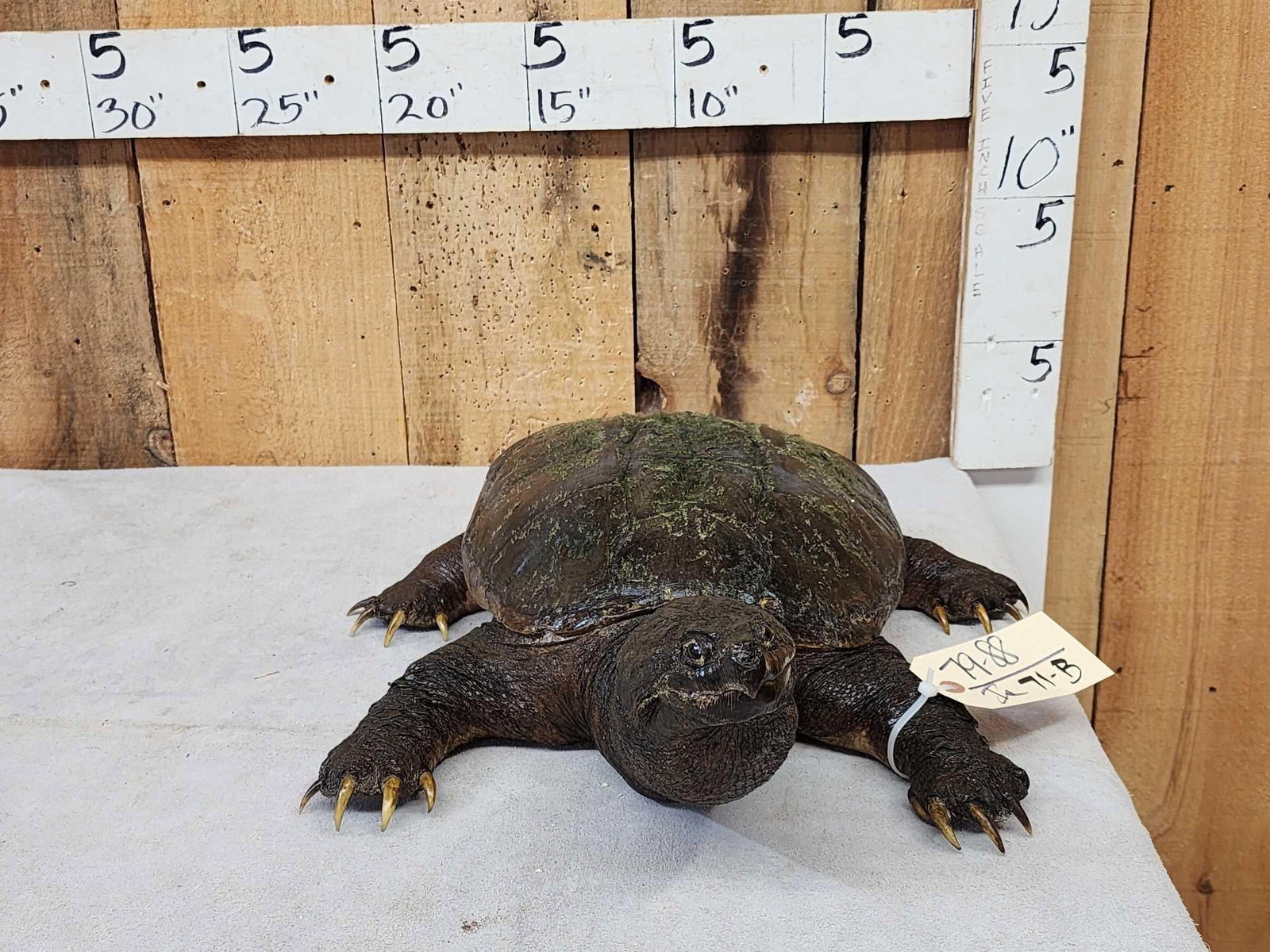 Big Snapping Turtle Full Body Taxidermy Mount: 79.88 Great look