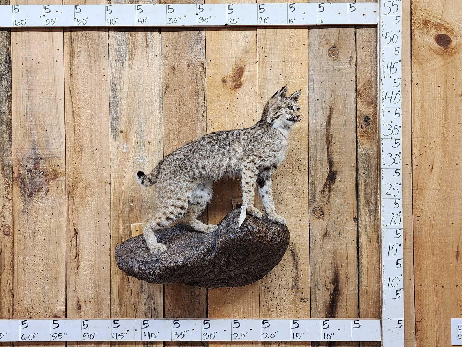 Bobcat Full Body Taxidermy Mount (1 of 5)