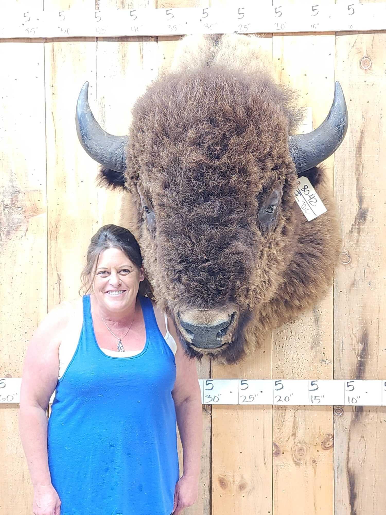 BIG American Bison Buffalo Shoulder Mount Taxidermy: 80.42 Monster mature herd bull 28" tip to tip horn spread THICK shaggy hair great Taxidermy Artwork nicely done mount about 44" out from the wall about 47" tall from his hump to his brisket