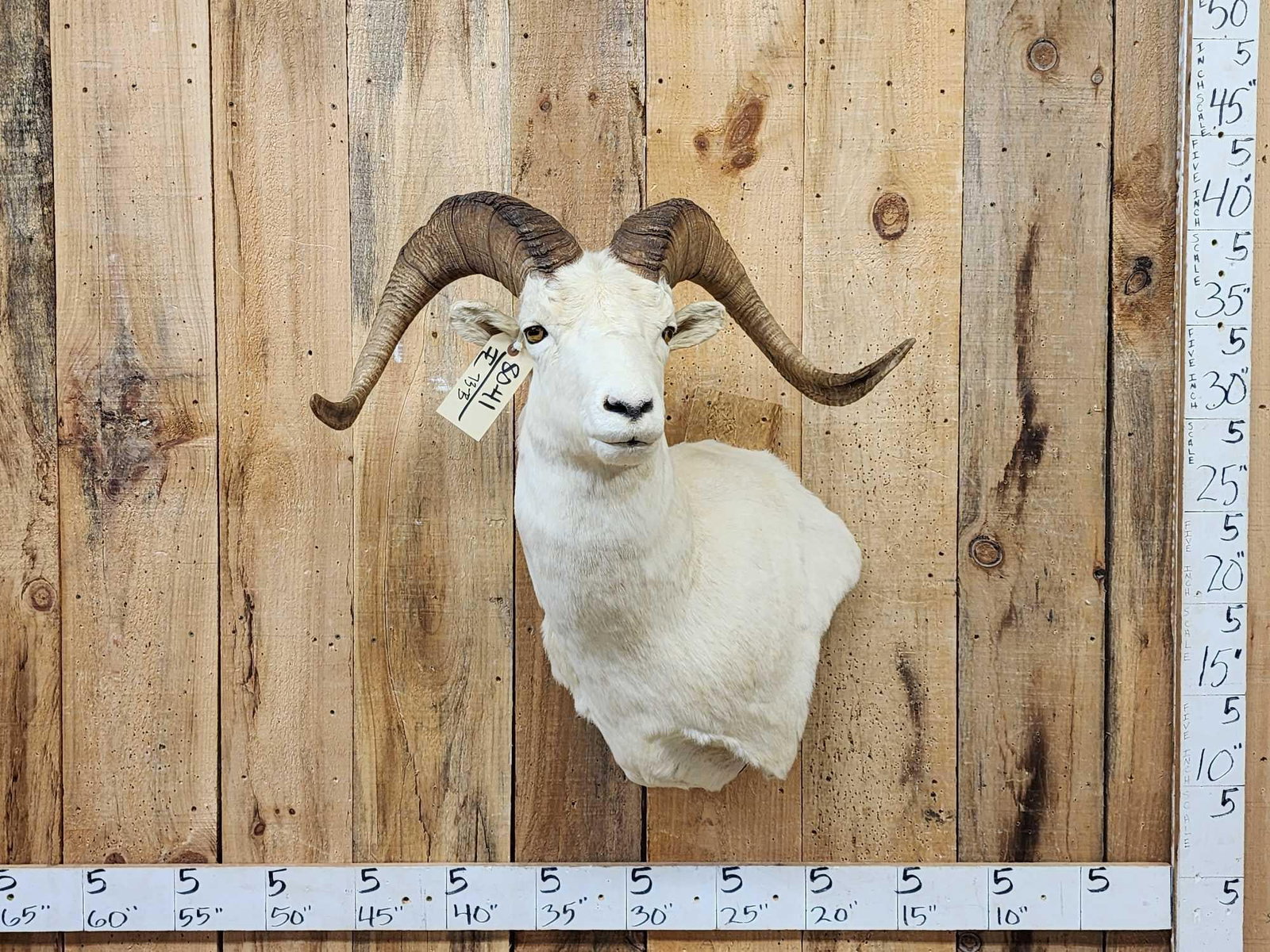 Alaskan Dall Sheep Shoulder Mount Taxidermy: 80.41 Nice wall Pedestal cutaway mount big full curl horns Right horn length about 30 6/8" with a 12" base Left about 31 6/8" with a 12 1/8" base