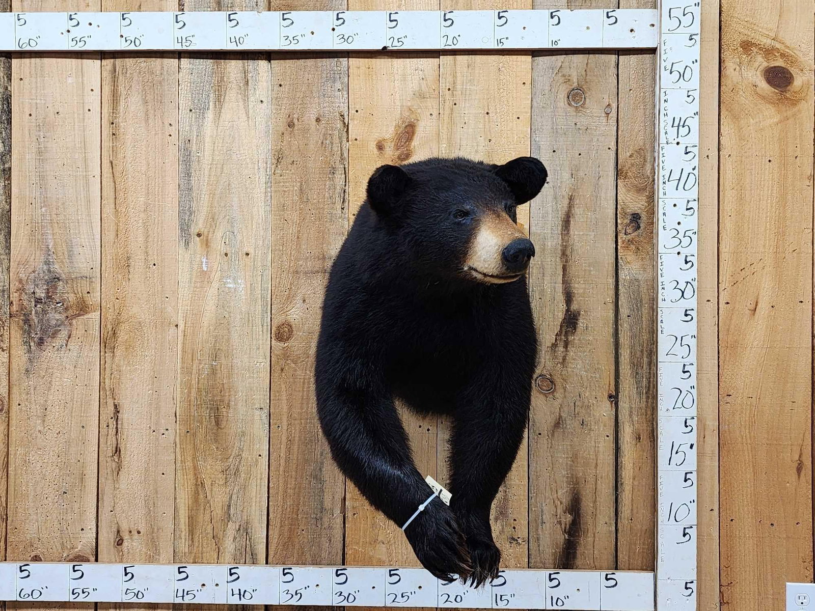 Nice Black Bear Half Body Taxidermy Mount: 79.133 Great Taxidermy Artwork thick prime fur big claws intact nicely done mount