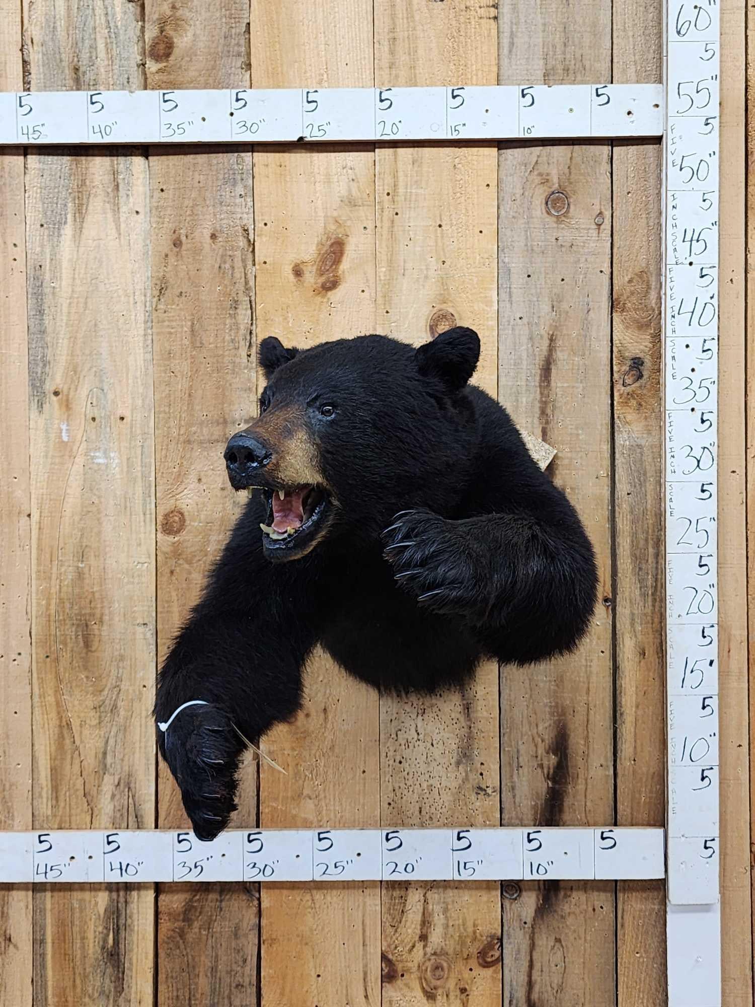 Black Bear Half Body Taxidermy Mount: 79.136 Aggressive pose thick prime fur big paws claws intact nicely done mount