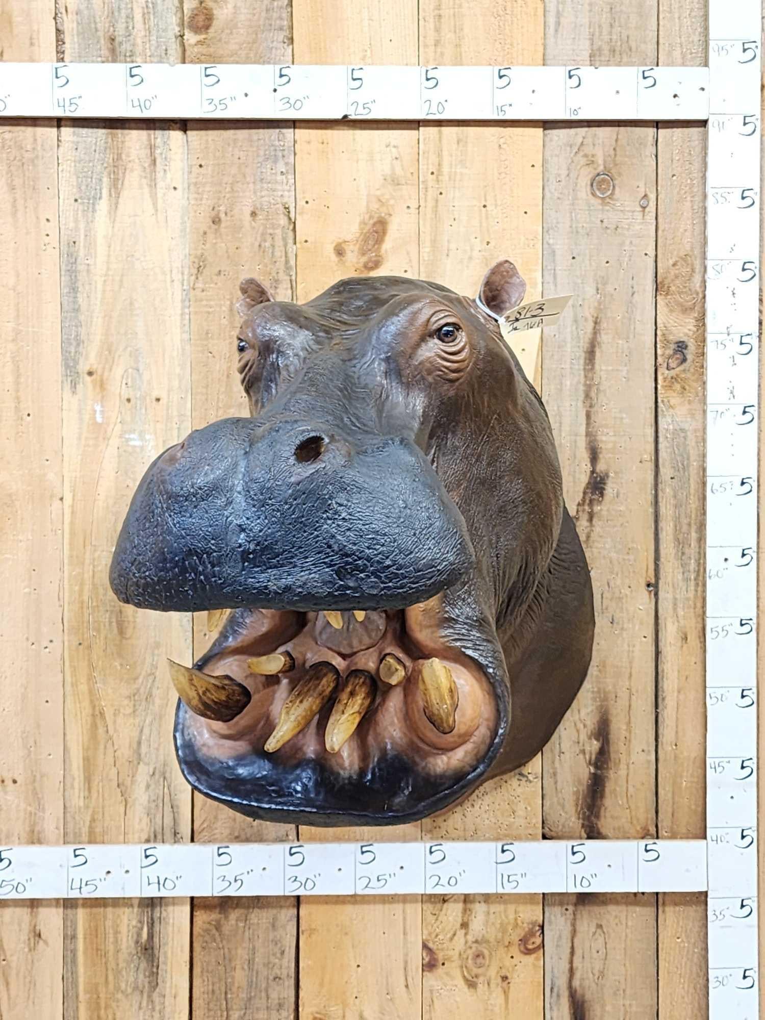 Reproduction Hippopotamus Shoulder Mount Taxidermy: 81.13 Cool piece very realistic looking reproduction great artwork much lighter than a real skin mount weather resistant !About 46" out from the wall